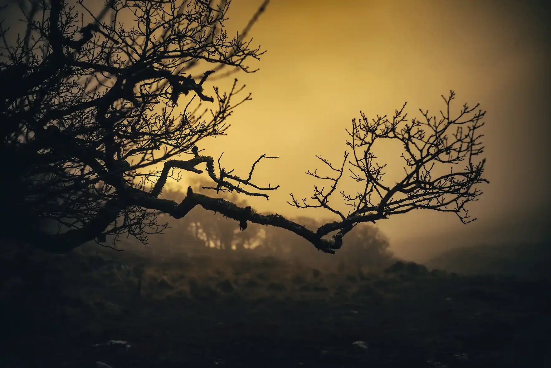 Black-a-Tor Copse Xmas Eve (2).webp