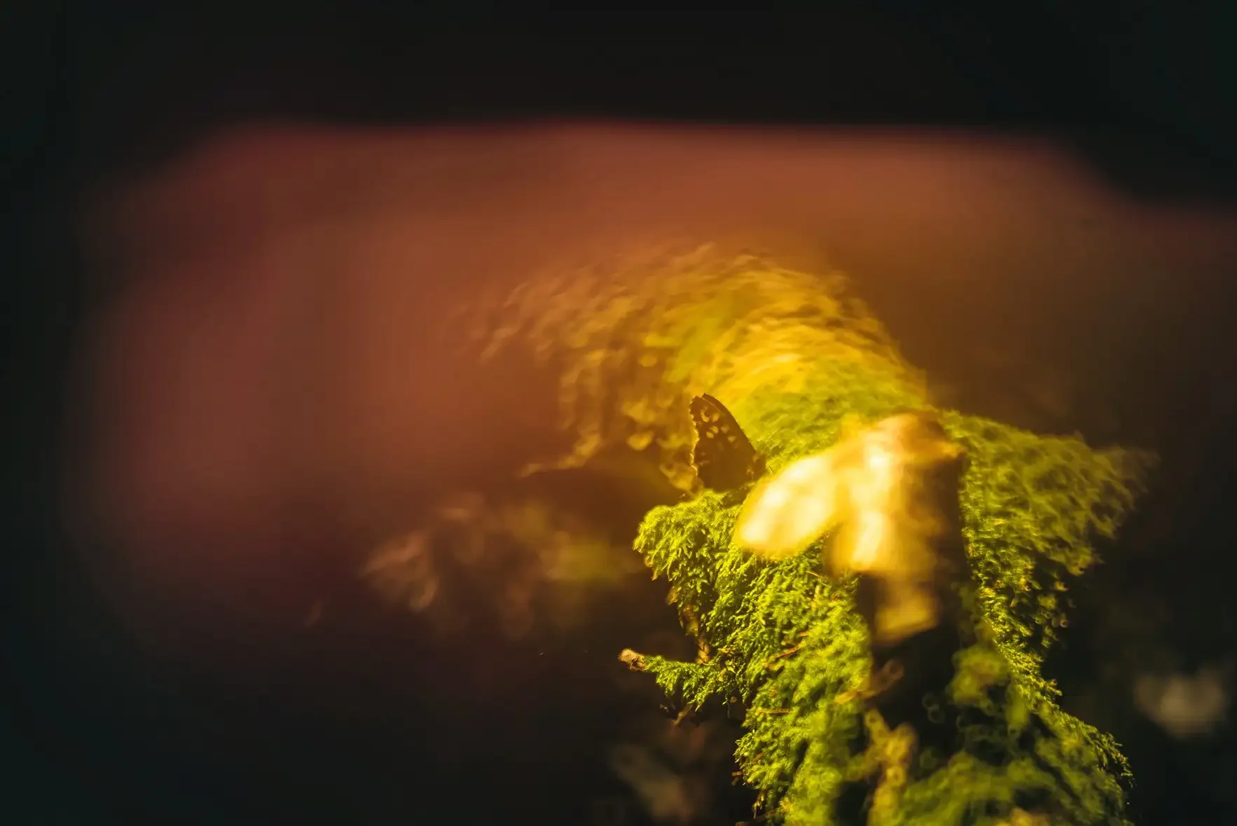 Close-up of a butterfly perched on a mossy green plant, with a blurred dark background and soft pinkish-orange light.