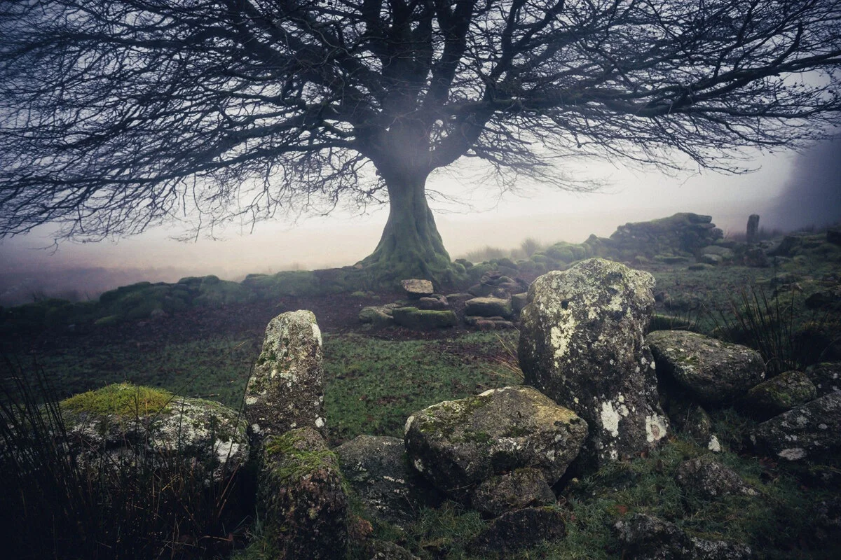 Beech at Teignhead Farm