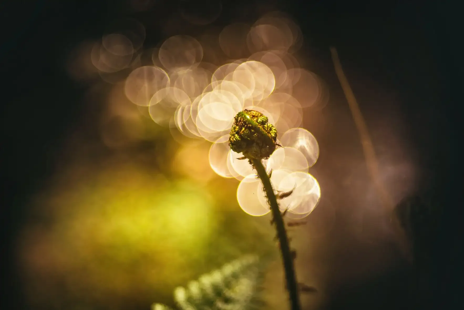 A close-up of a small plant stem with a green, textured bud in the center. The background features soft, circular bokeh lights in warm tones, creating a dreamy, abstract atmosphere.