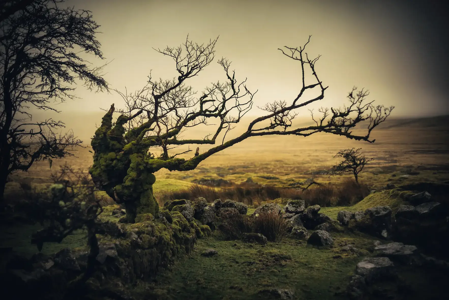 A gnarly oak at Whiteworks, an abandoned Tin Mine on Dartmoor 