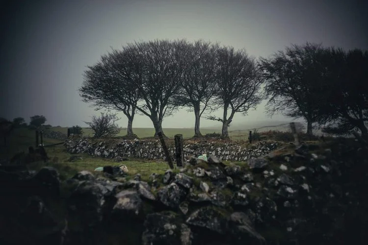 Beech on the edge of Prewley Moor