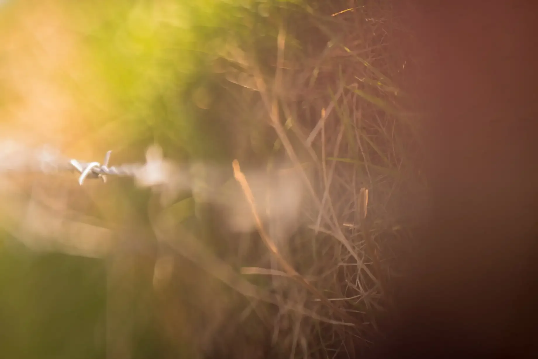 Close-up of grass and plant stems at dusk with blurred background and warm lighting.