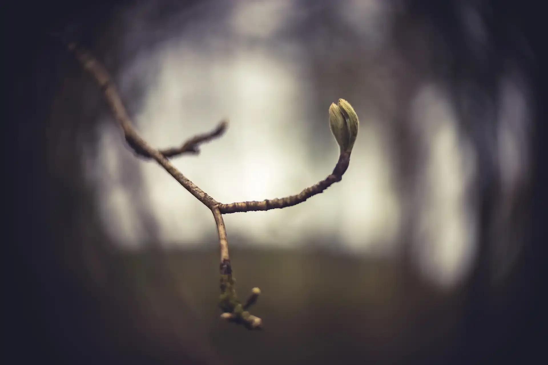 A cluster of tight spring buds, captured with the adapted Simplex Ampro 2½ inch f1.8 projector lens