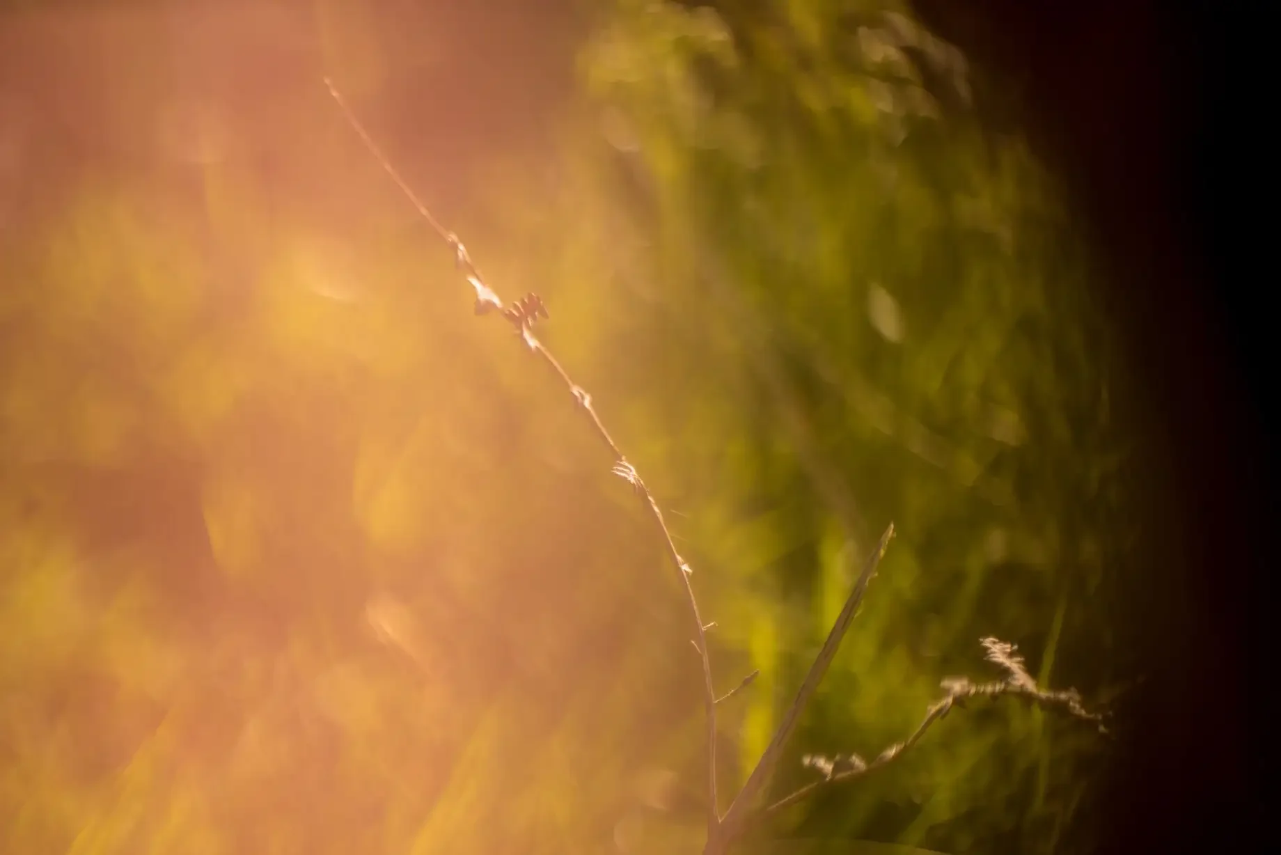Close-up of a thin plant stem with tiny buds or seeds, illuminated by warm sunlight, with blurred green foliage in the background.