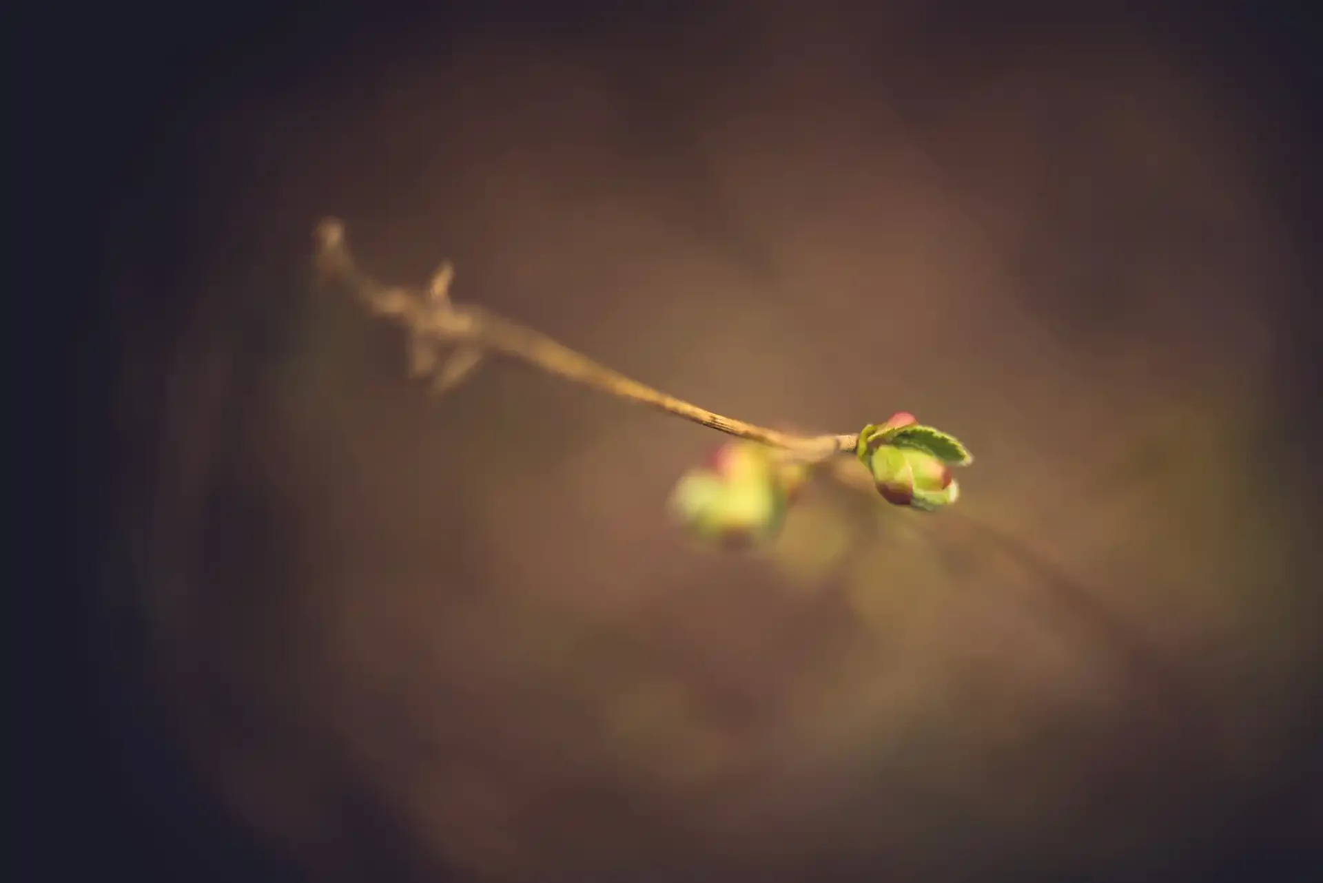 Soft spring buds opening on a bare branch, taken with a Simplex Ampro projection lens on Sony a7r