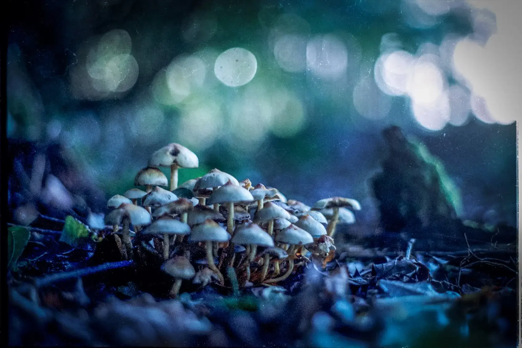 Cluster of mushrooms shot on film and home developed using a Bellini C41 Kit