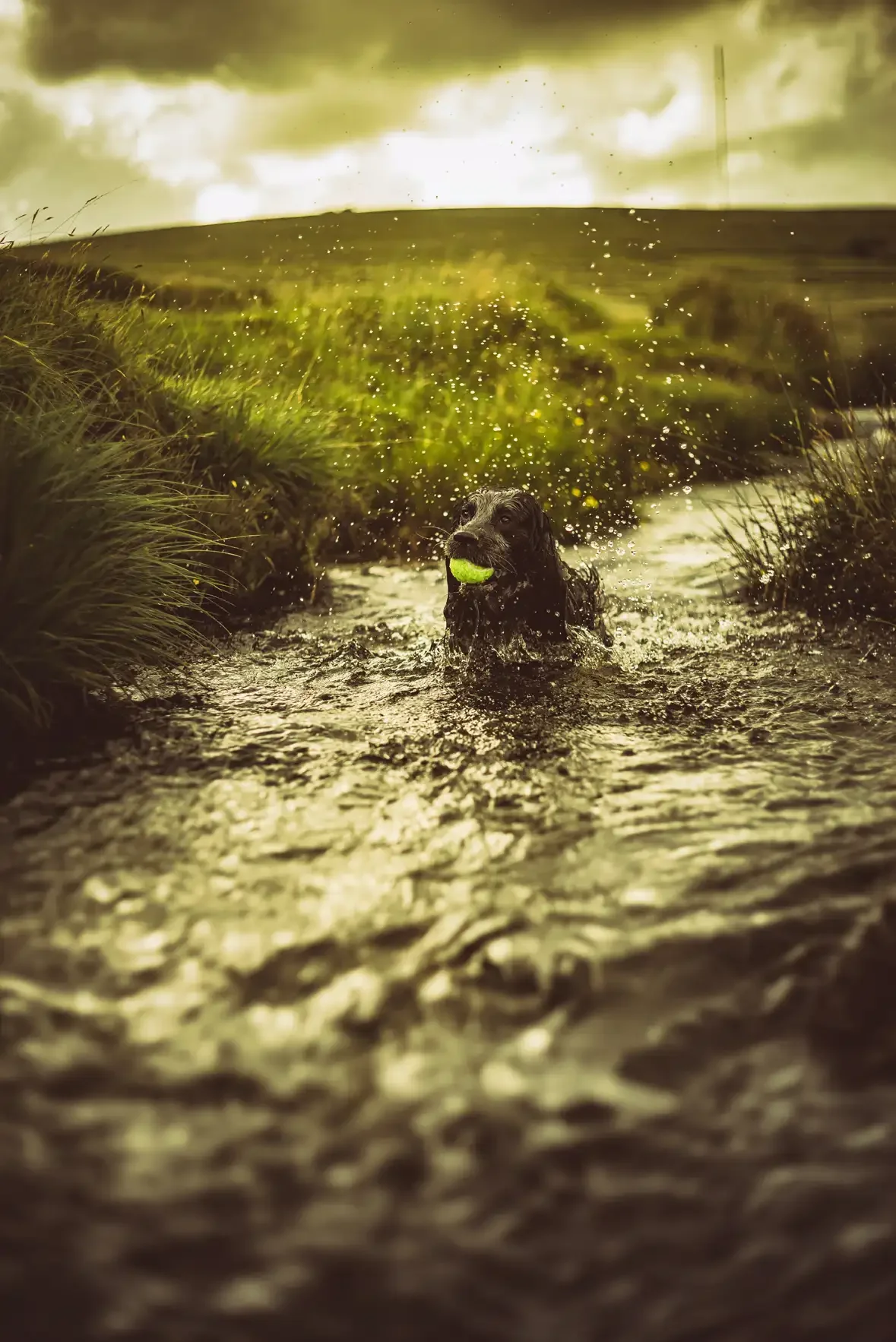 Blue - The Dog in the Brook below Kings Tor - Pet Photography by Glavind Strachan Photography