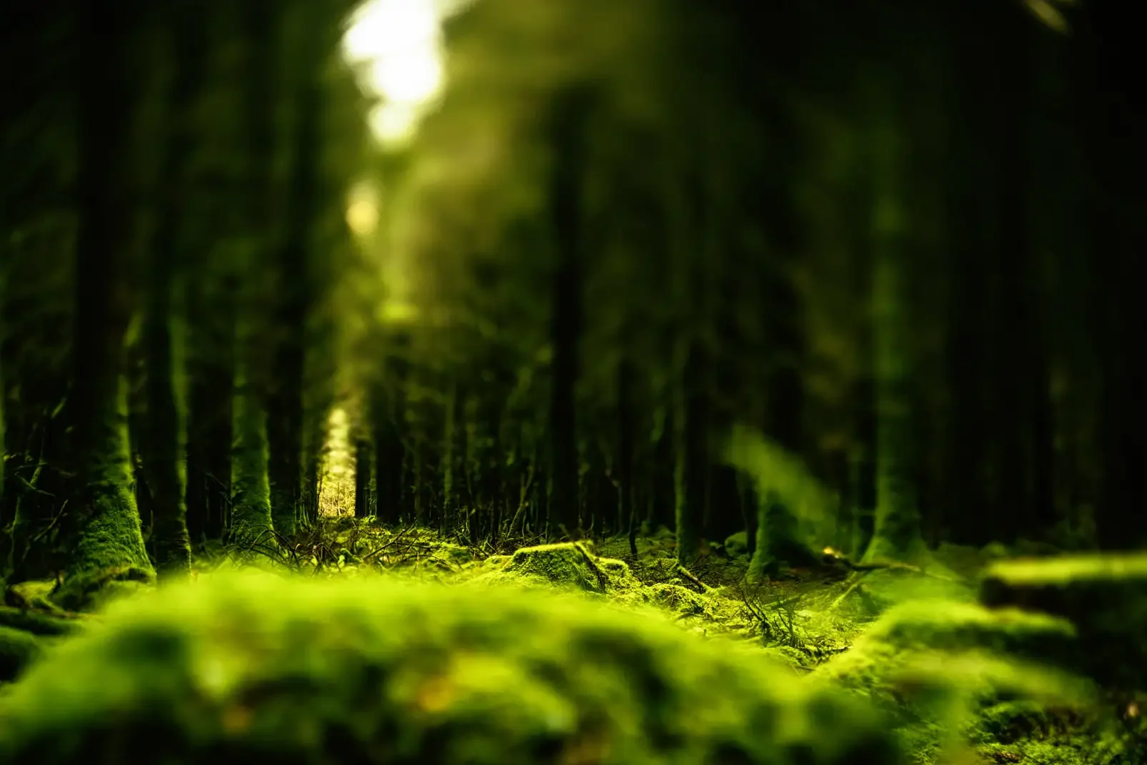 Dense green forest with moss-covered ground, tall trees, and sunlight filtering through the canopy.
