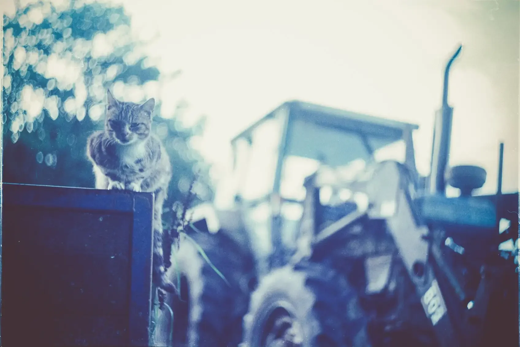 Colin the cat sat watching me and hoping for a feed. Shot on colour film and home processed with a Bellini C-41 Kit