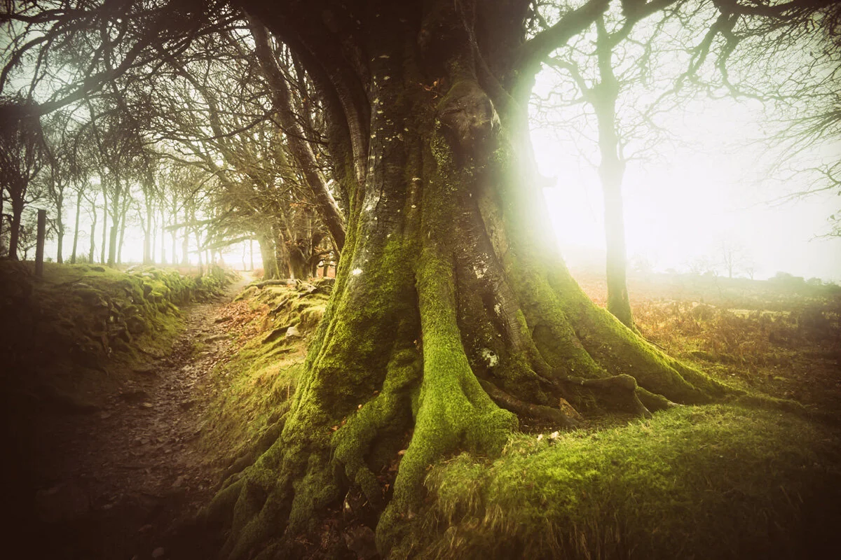The track to the moor, above Sticklepath