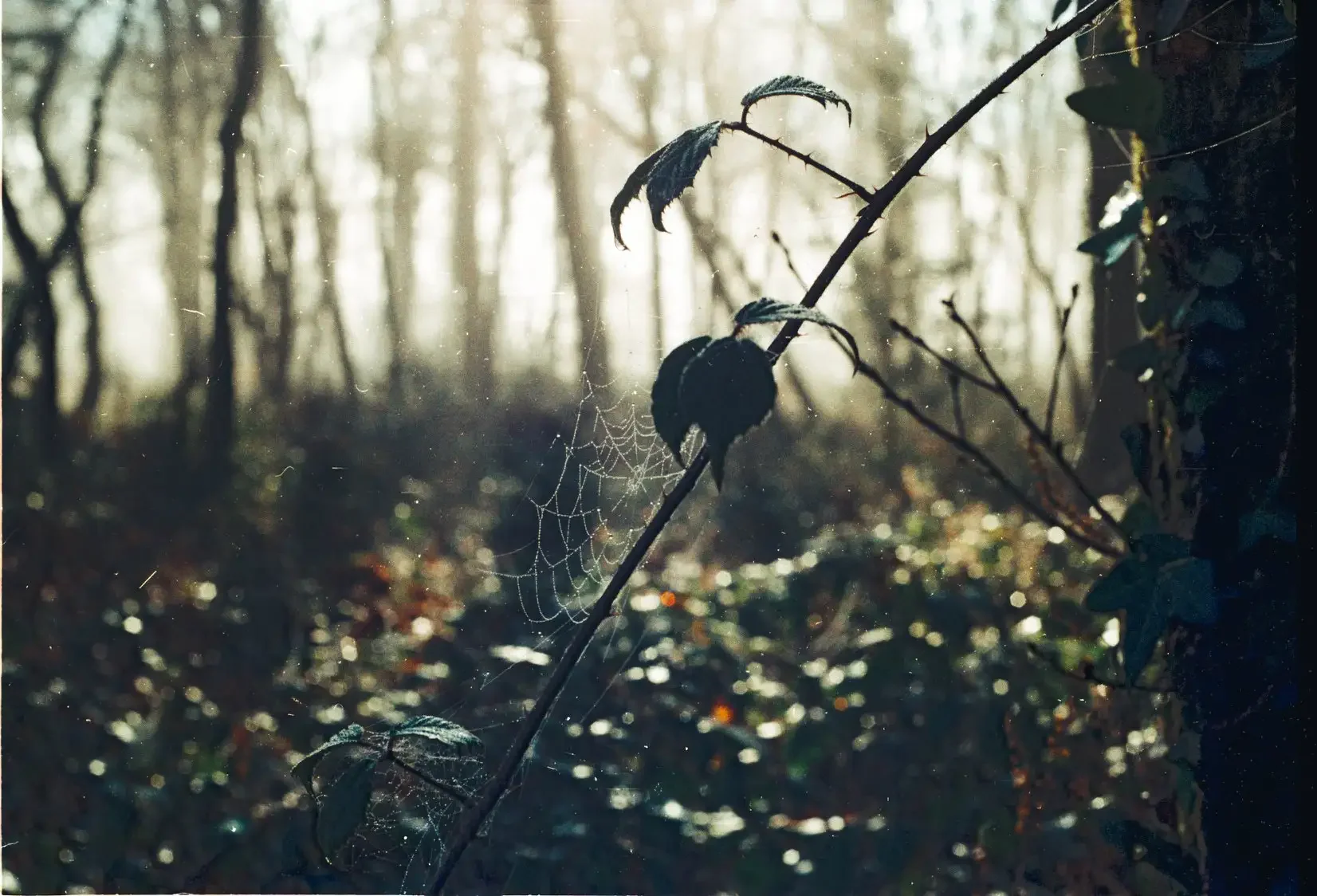 Colour Film image of brambles in the mist in Hembury Woods