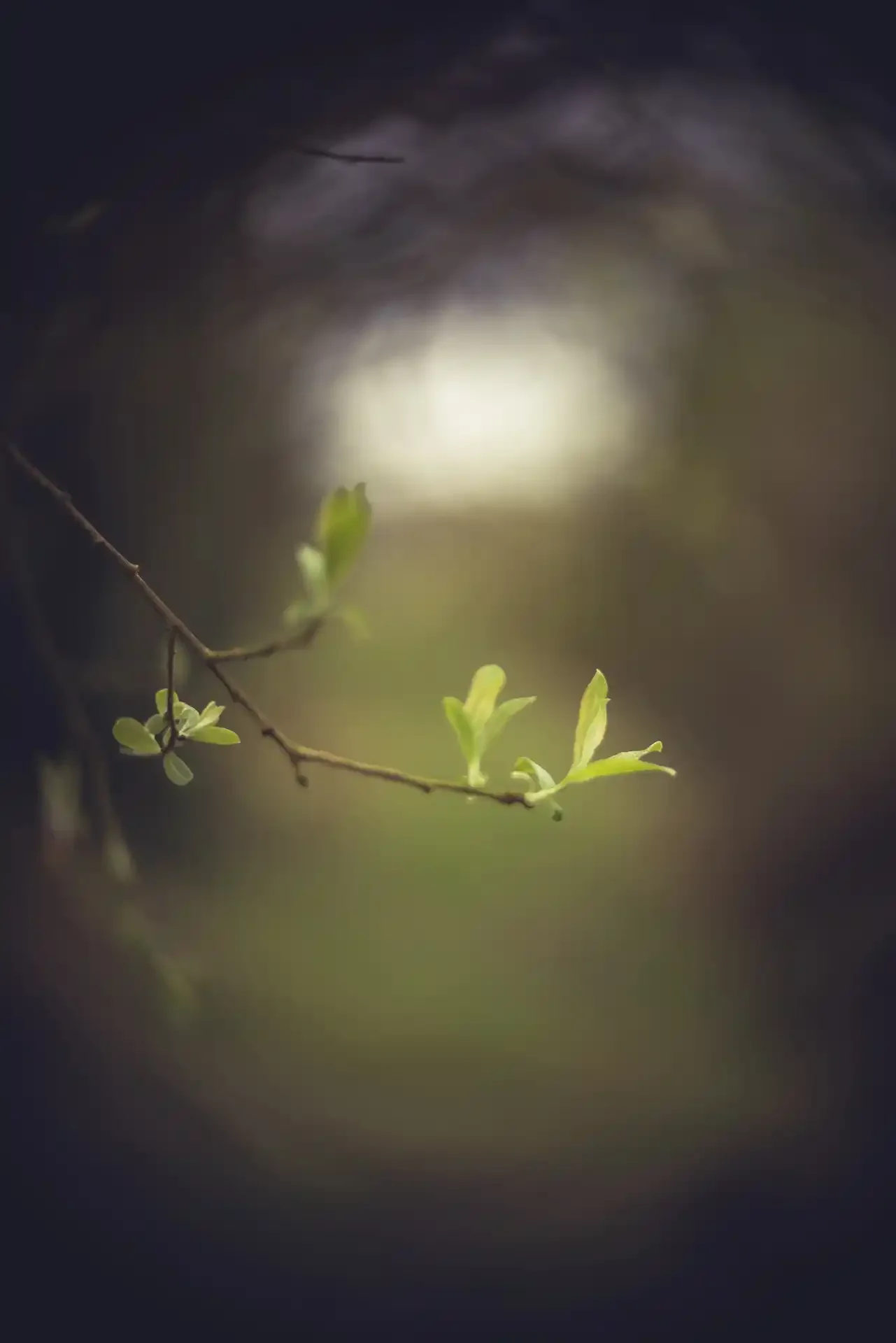 Willow branches in spring, shot with an adapted Simplex Ampro 2½ inch f1.8 lens