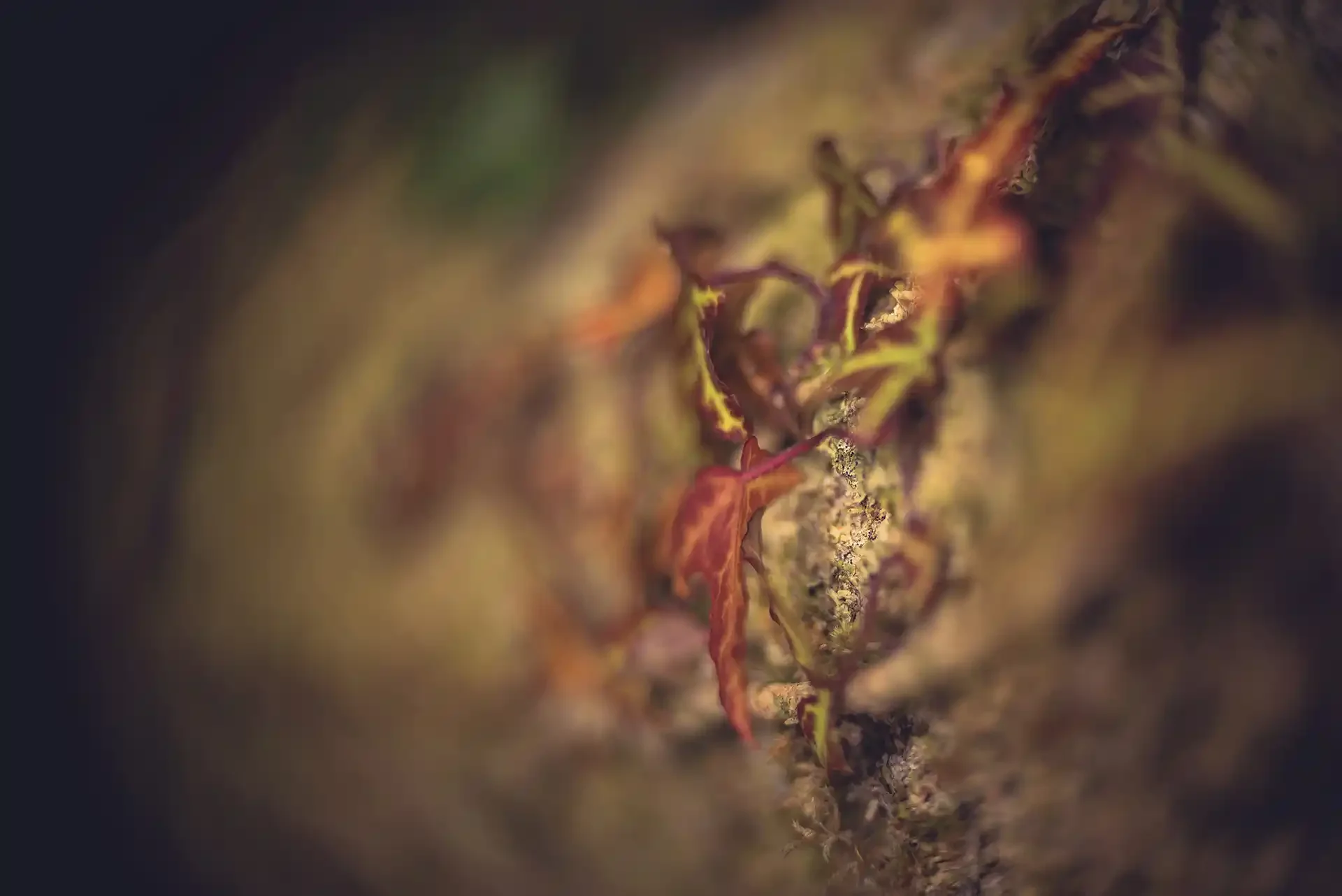 Ivy leaves catching side-light, shot on a Simplex Ampro 2½ inch f1.8 projector lens adapted to Sony a7r