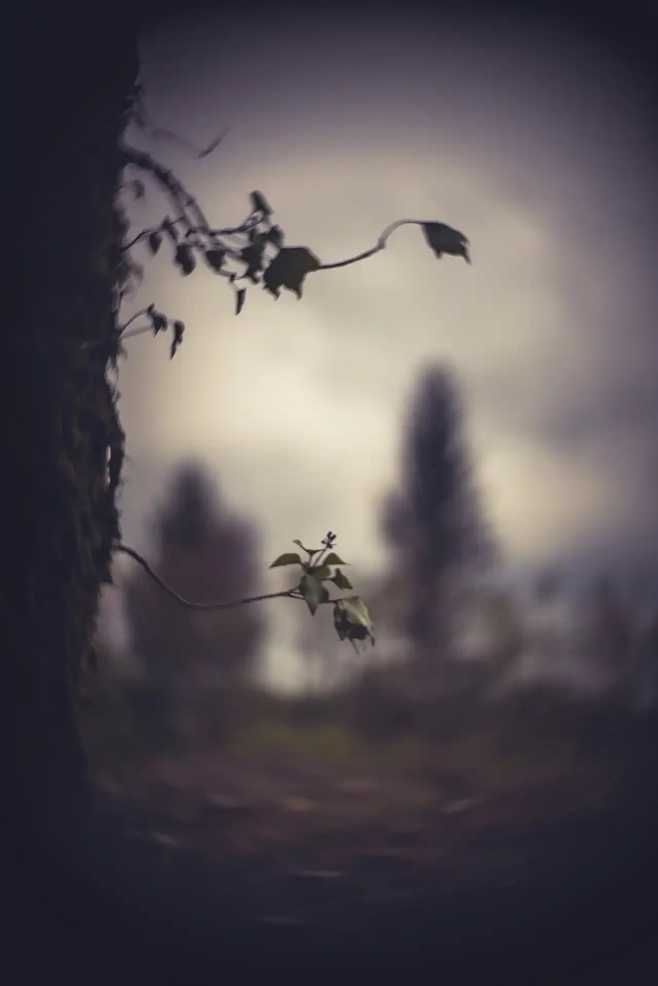 Imperfect but characterful spring frame - the Simplex Ampro projector lens rendering its signature soft bokeh