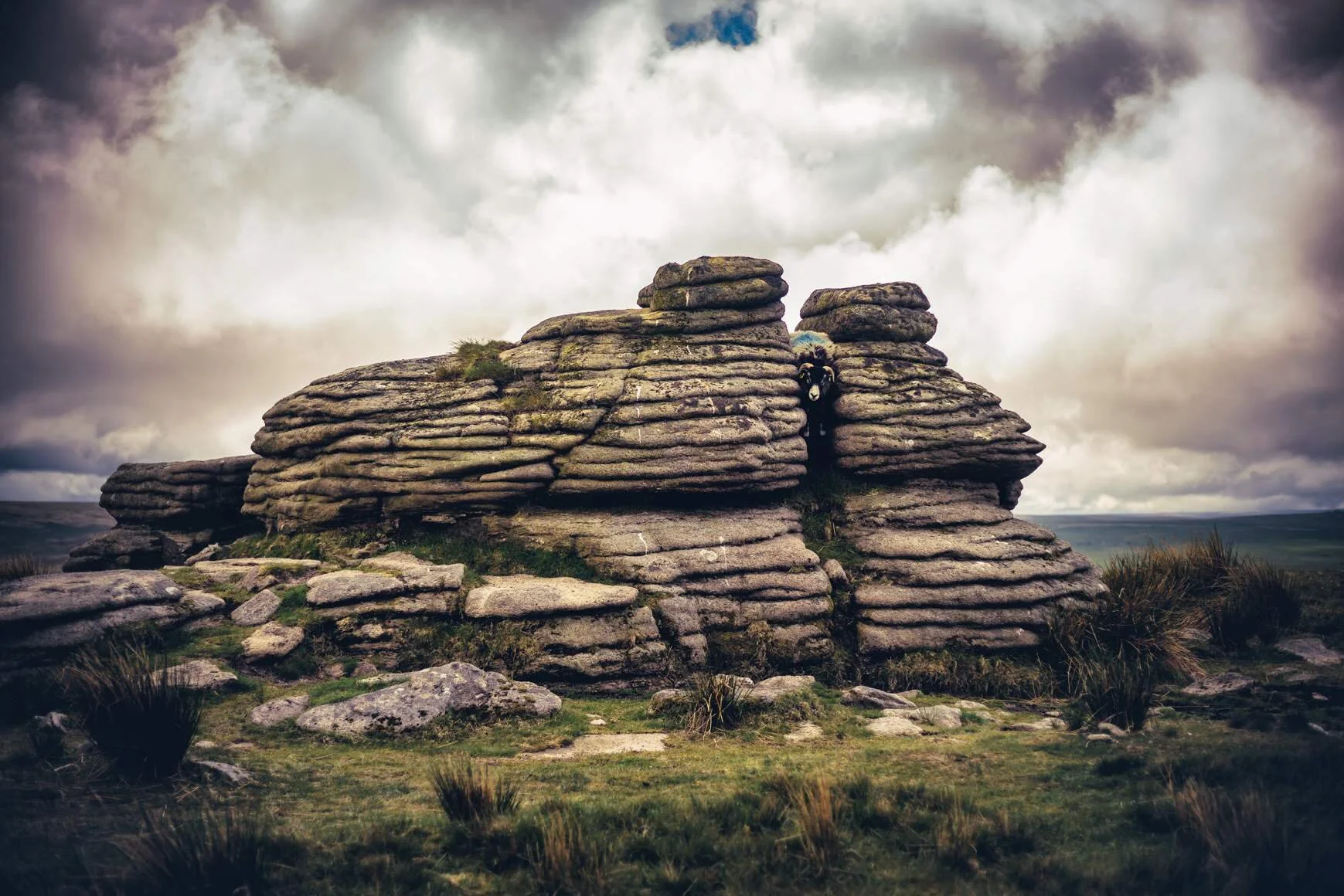 A Sheep Stuck 🐑🤣