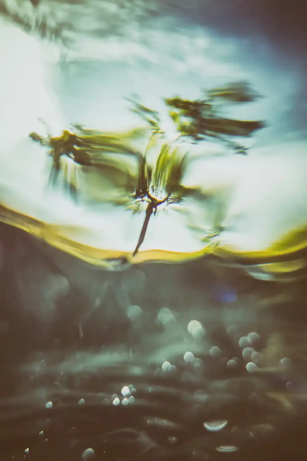 Rowan below Steerton Tor on Dartmoor - Underwater photography on Dartmoor