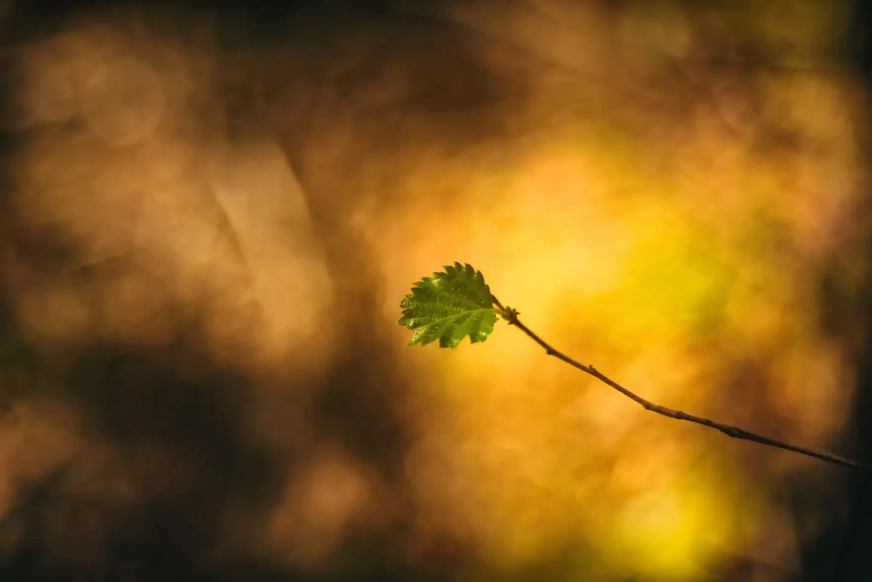 Single small green leaf on a thin branch against a blurred yellow and brown background.