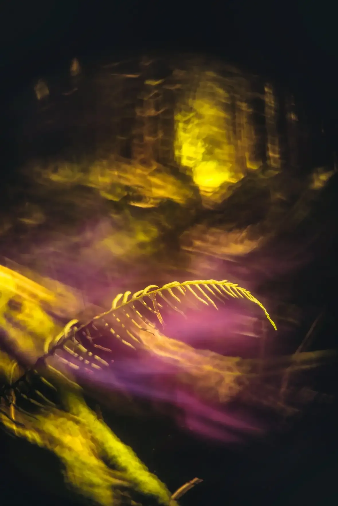 A glowing yellow fern leaf on a dark background with blurred yellow and purple light in the background.
