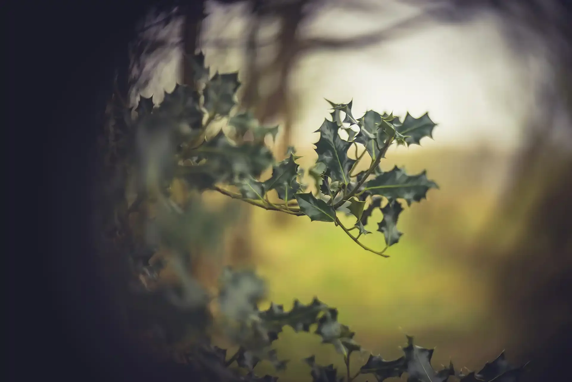 Holly leaves in low woodland light, photographed with an adapted Simplex Ampro projector lens