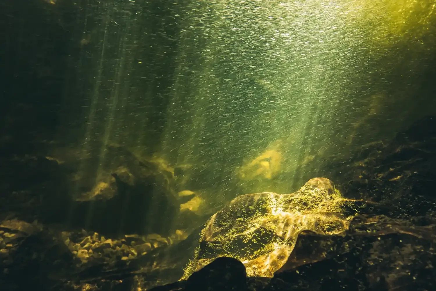 Underwater Landscape on Dartmoor - The East Okement
