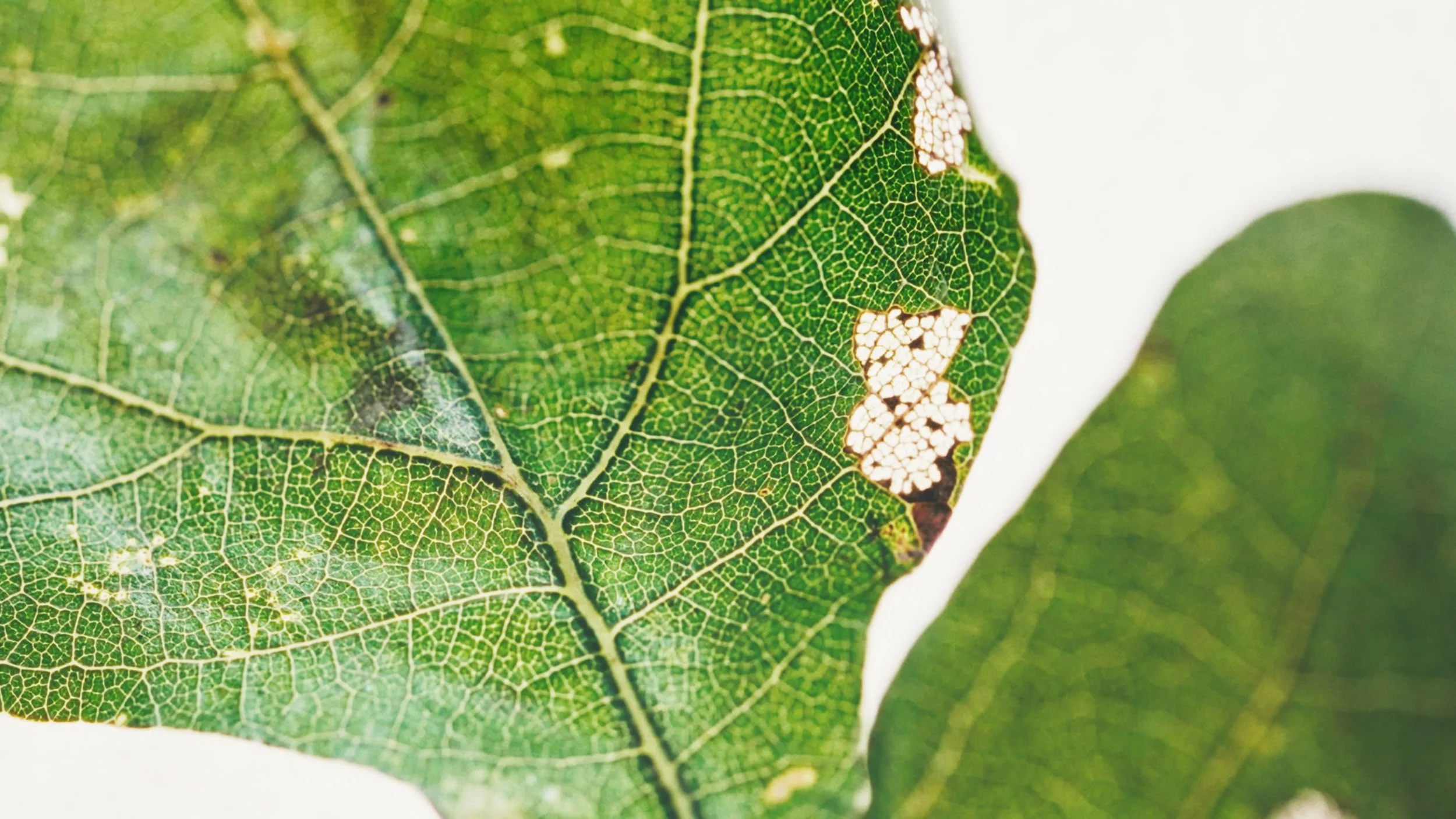 Nature Dose Finals_1.1.5.jpg