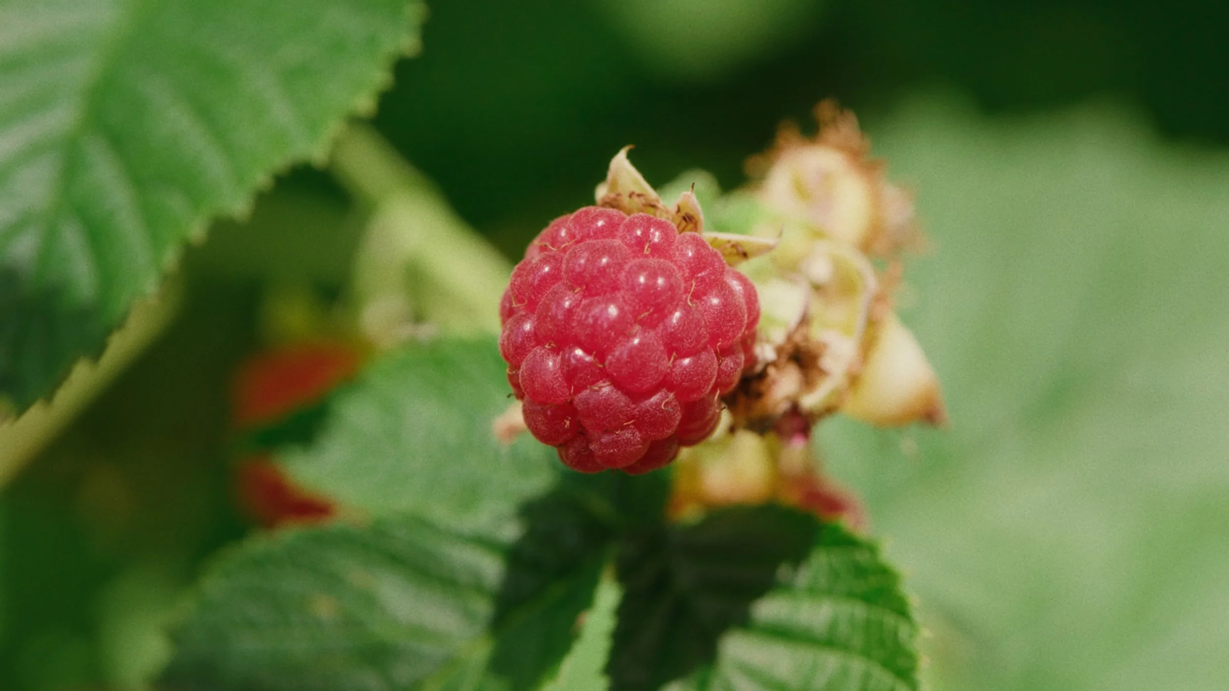 Nature Dose Finals_1.1.10.jpg