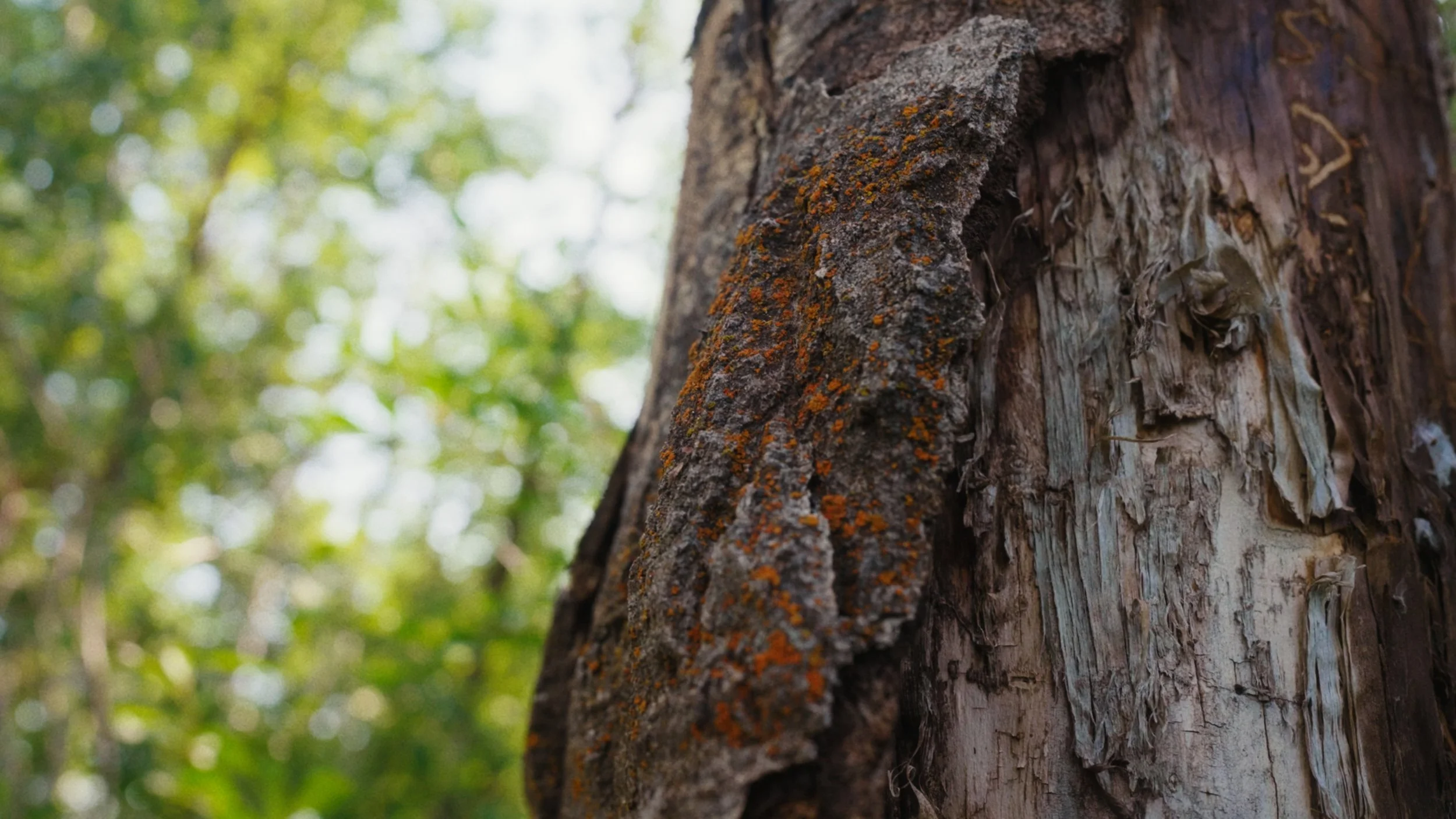 Nature Dose Finals_1.1.4.jpg