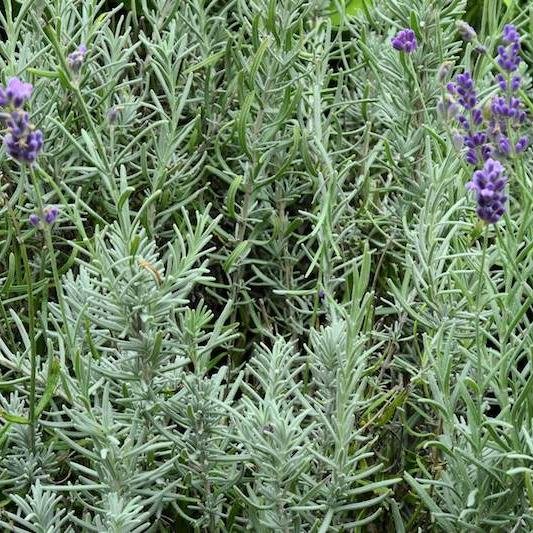 Did you know that it is possible to successfully grow lavender in tropical Singapore? With the proper care and attention, this beautiful plant can indeed bloom.

Lavender is renowned for its calming properties and its ability to repel pests. Its flow
