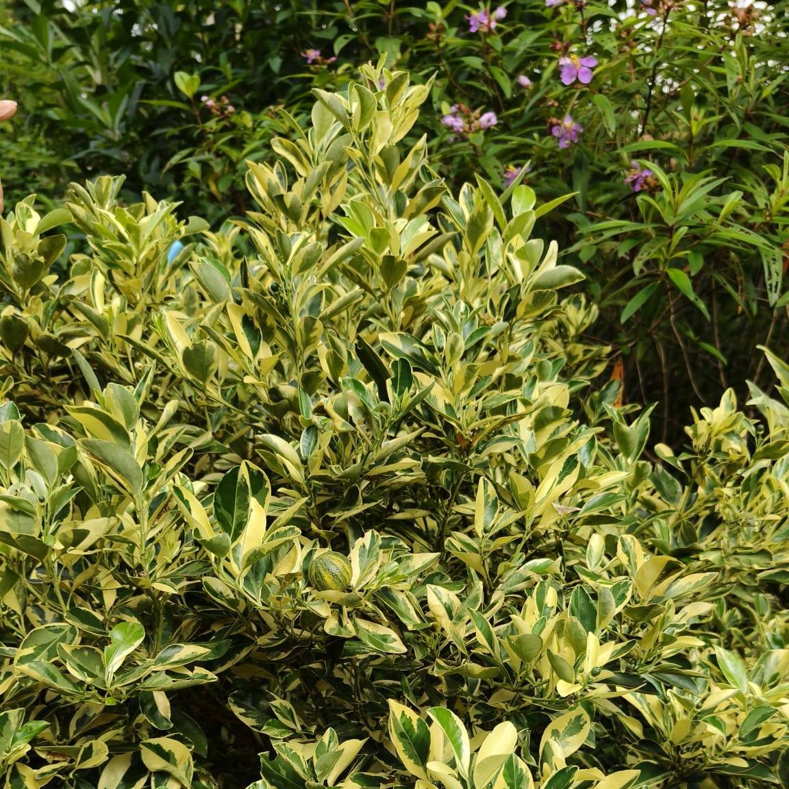 If you do not see clearly, you may mistake this plant for a ficus, but it is actually the variegated lime plant, scientifically known as Citrus &times; aurantiifolia (variegated). Time has swiftly passed, with a quarter of the year already behind us.