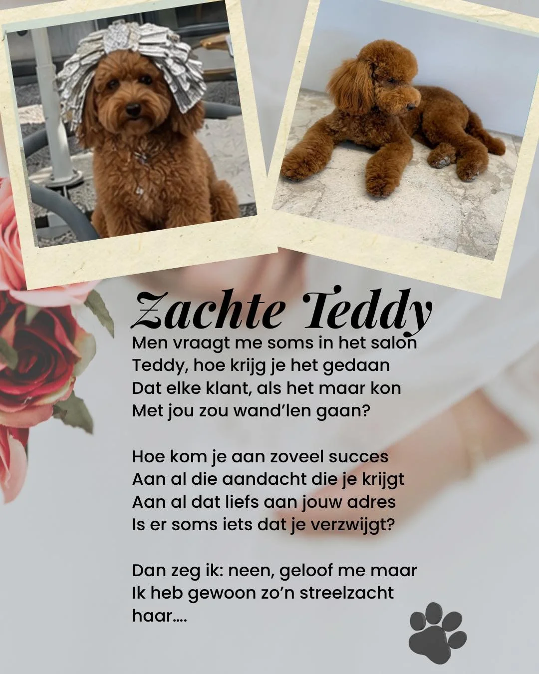 #teddy #dog #xantippe_belgium #avedastylist #AvedaSalon #zonderafspraak #brugge🇧🇪