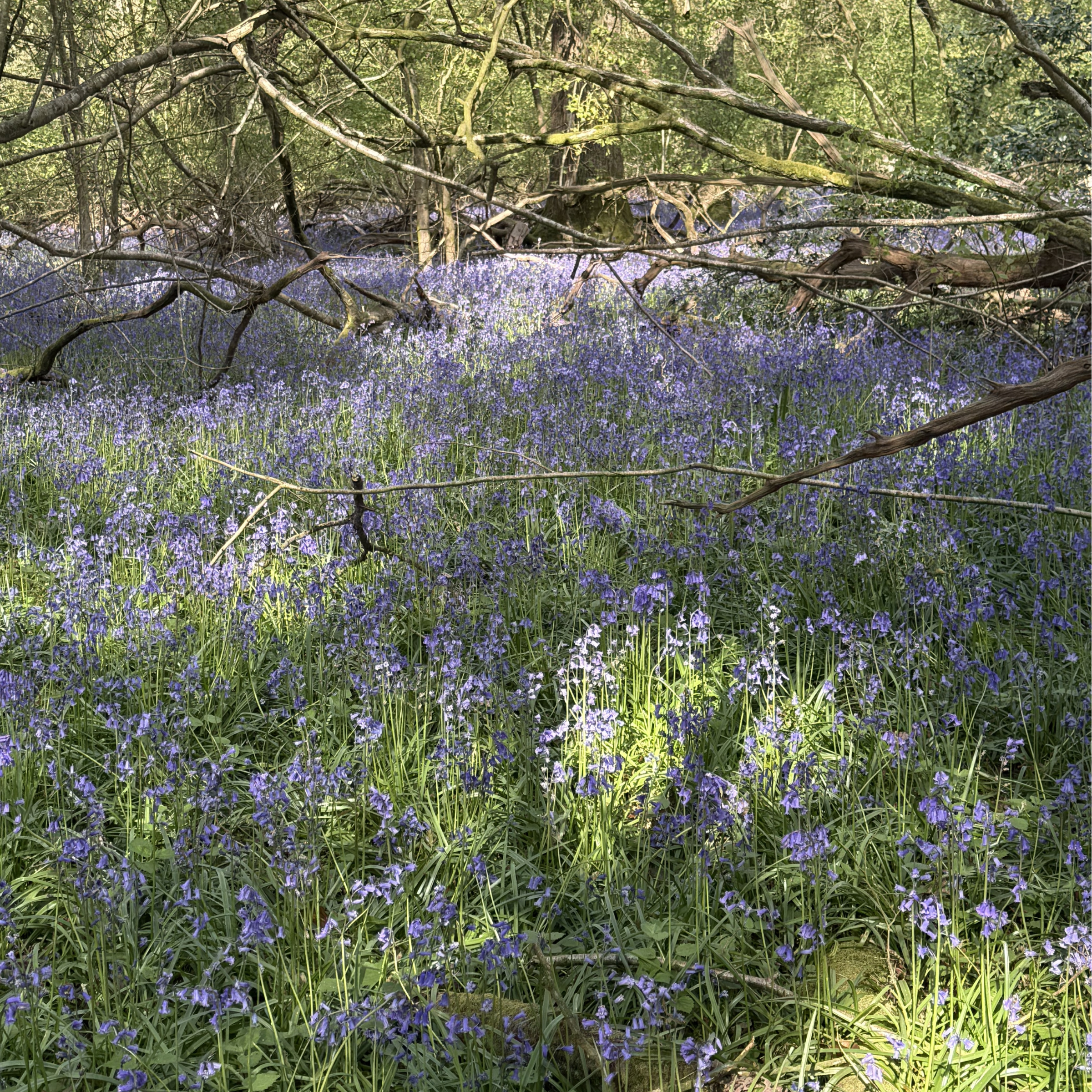 Bluebells don't need a marketing strategy