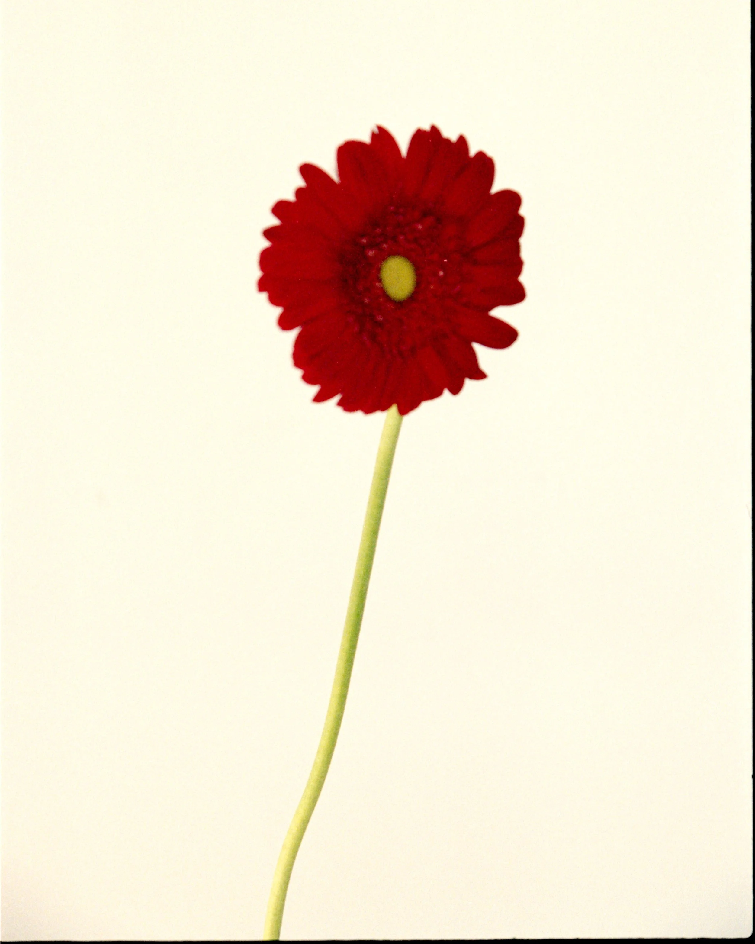 Close-up of a deep red gerbera styled by Mosaic for an editorial floral and fashion shoot in Barcelona