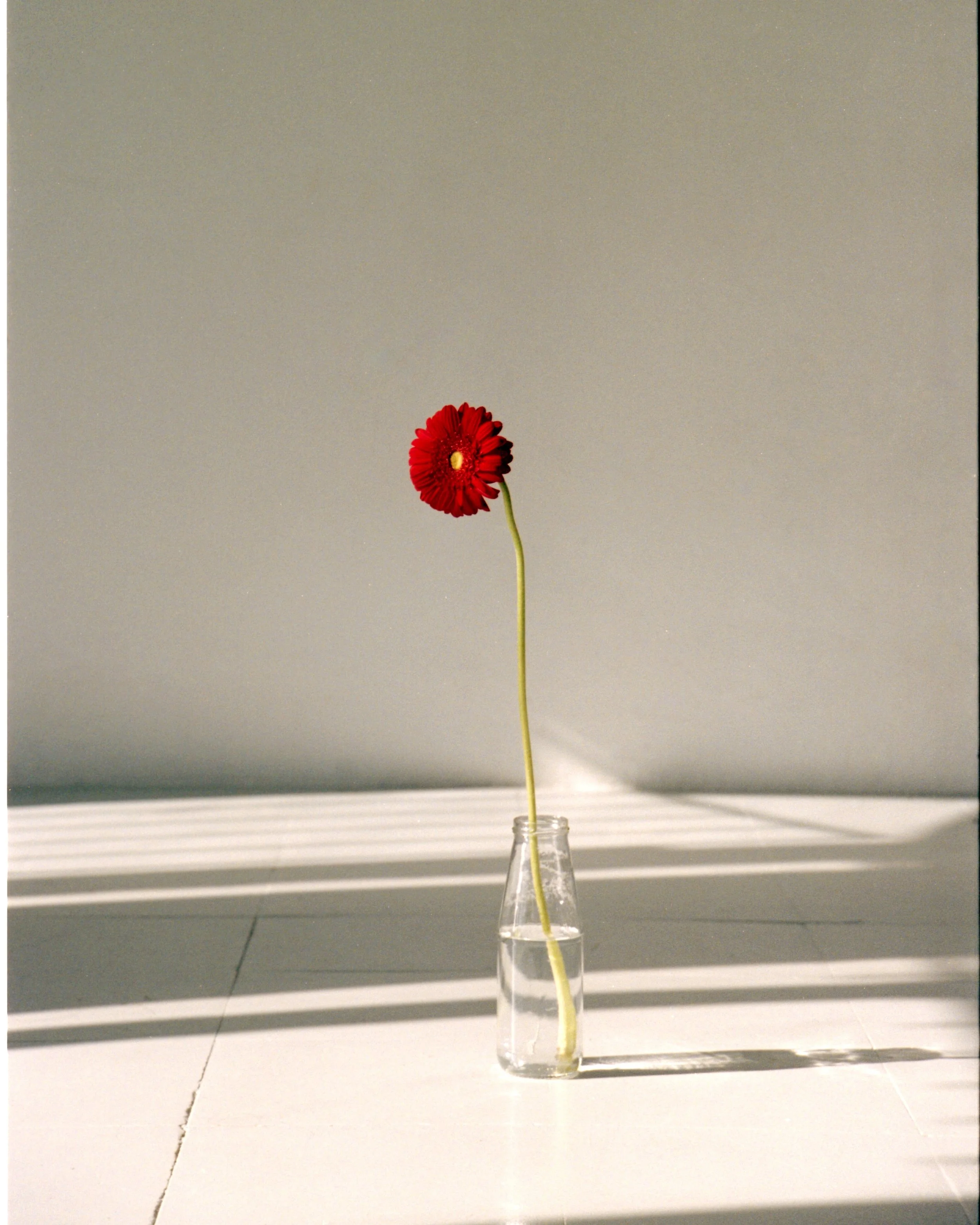 Red gerbera flower styled for a fashion and lifestyle editorial project with Mosaic in Barcelona