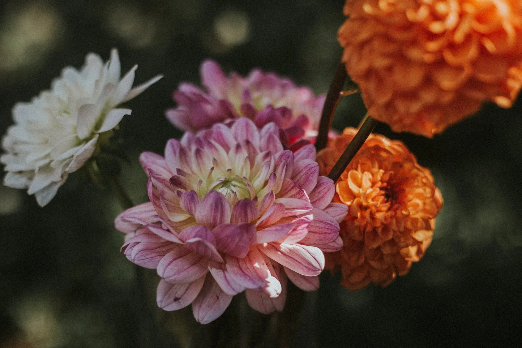 Local dahlias styled for Mosaic Flowers editorial shoot in Horta park Barcelona, floral designer for international events