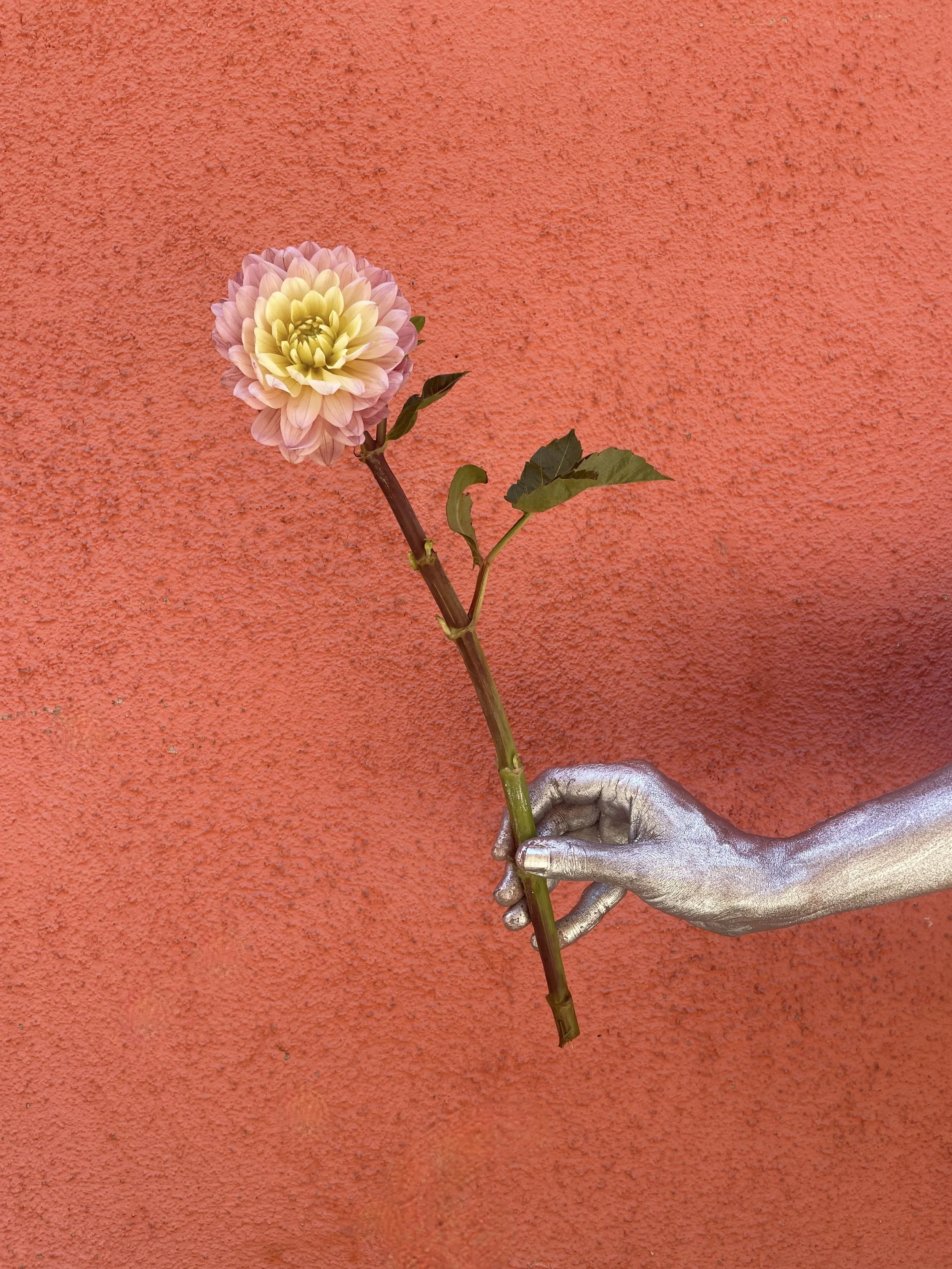 Silver-painted hand holding a local dahlia, created as part of Mosaic’s artistic floral portraits