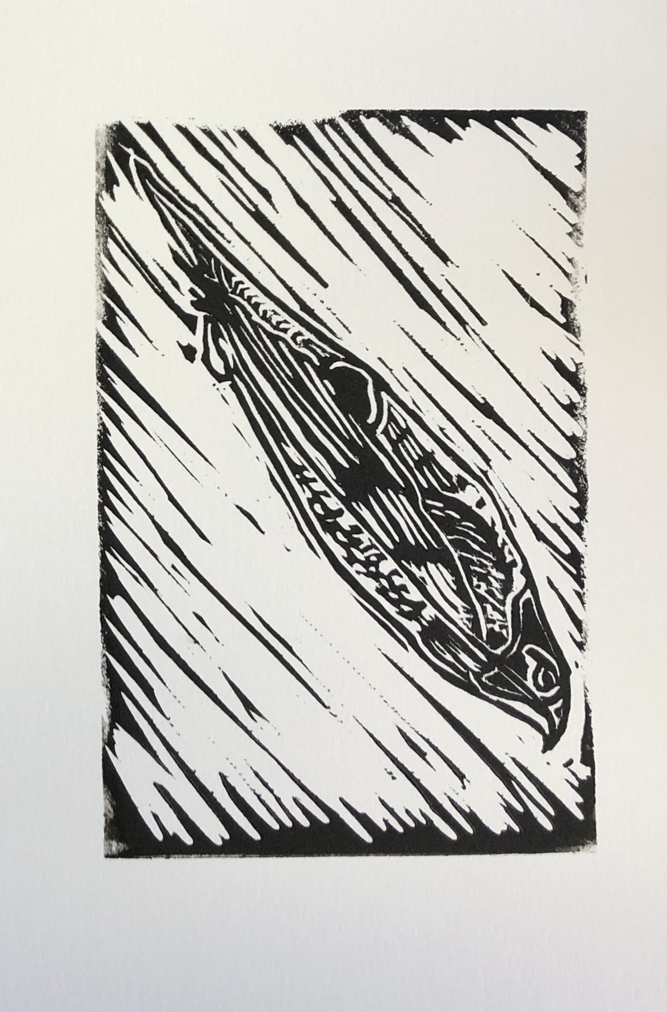 DIVE (Peregrine falcon) (2024) Linocut 4x6