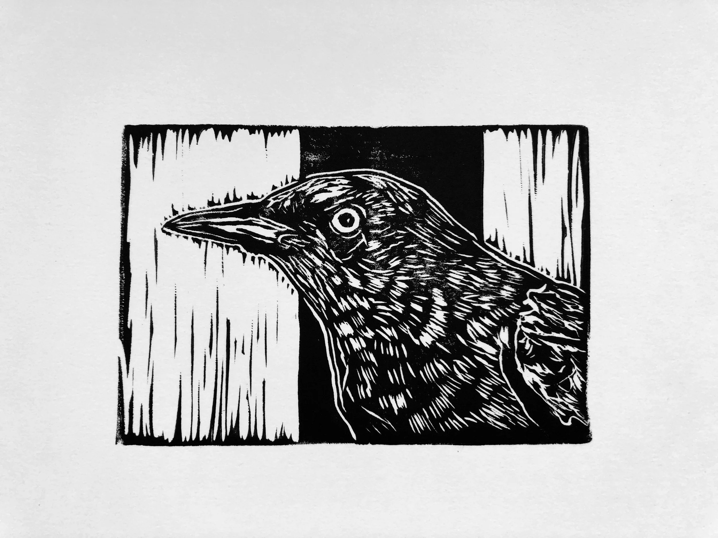 Brewer's Blackbird (2025) Linocut 6x4