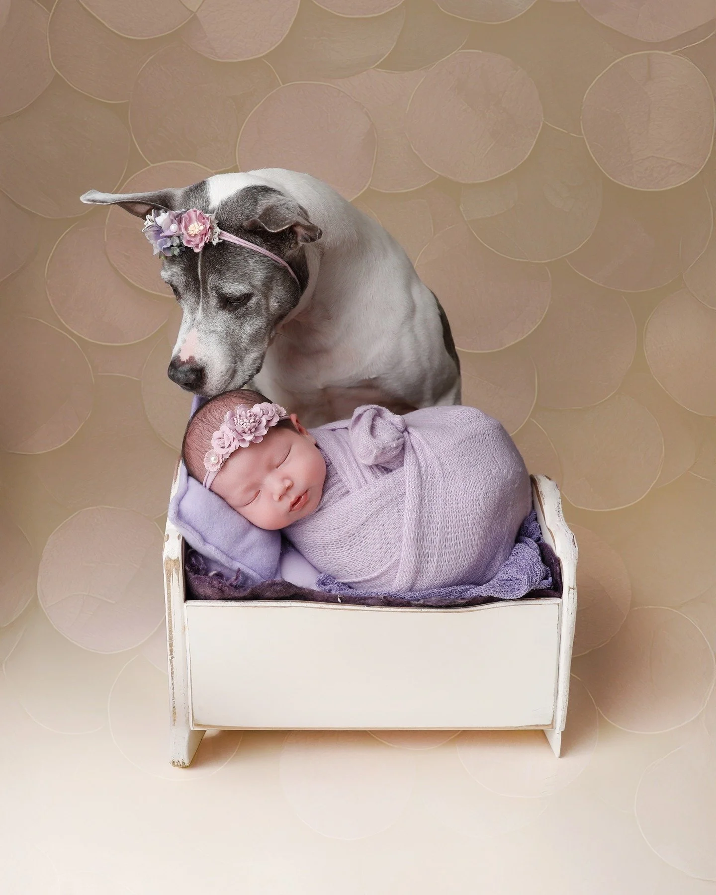 Because love often has four legs and a heart full of devotion.
✨ Newborn &amp; Family Photo Sessions
Learn more at 👉 www.anabrandt.com
📚 For Photographers Learning Safe Pet &amp; Newborn Posing
Education and mentorship at 👉 www.anabrandteducation.