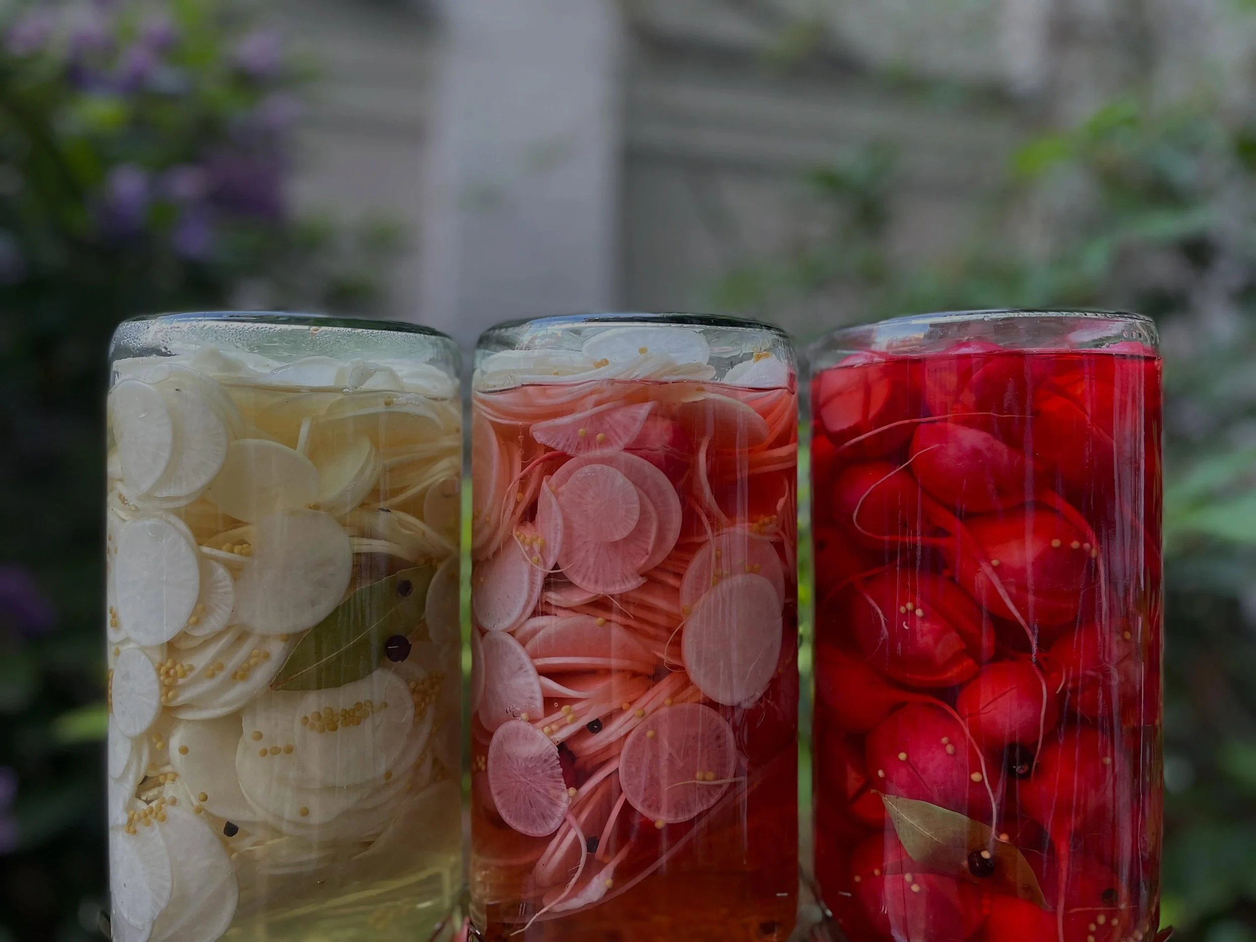 🫜 Every summer we preserve the best of the seasonal produce to serve alongside our anchovies or rillettes. 
These Radishes will be soon served with our anchovies! 🫜