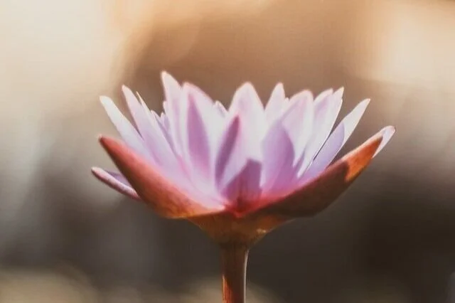 saffu-pYaKs30p9zg-unsplash (1).jpg