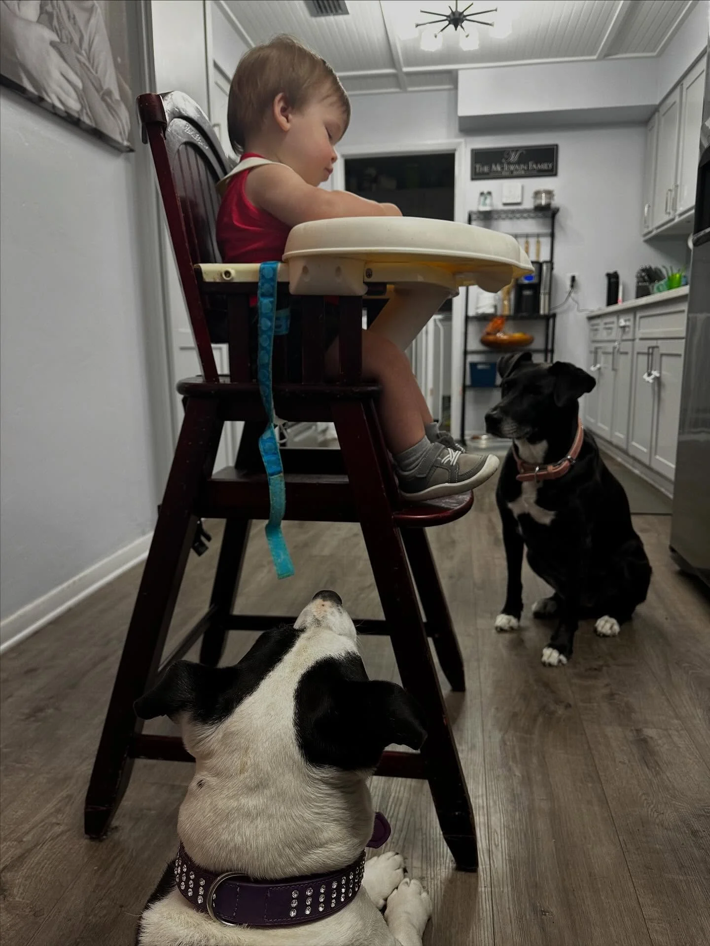 Dogs know it&rsquo;s feeding time. 🐶🍴