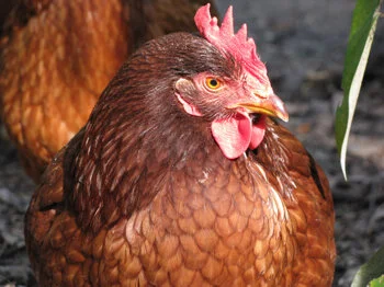 Von Dutchess Del Cluck