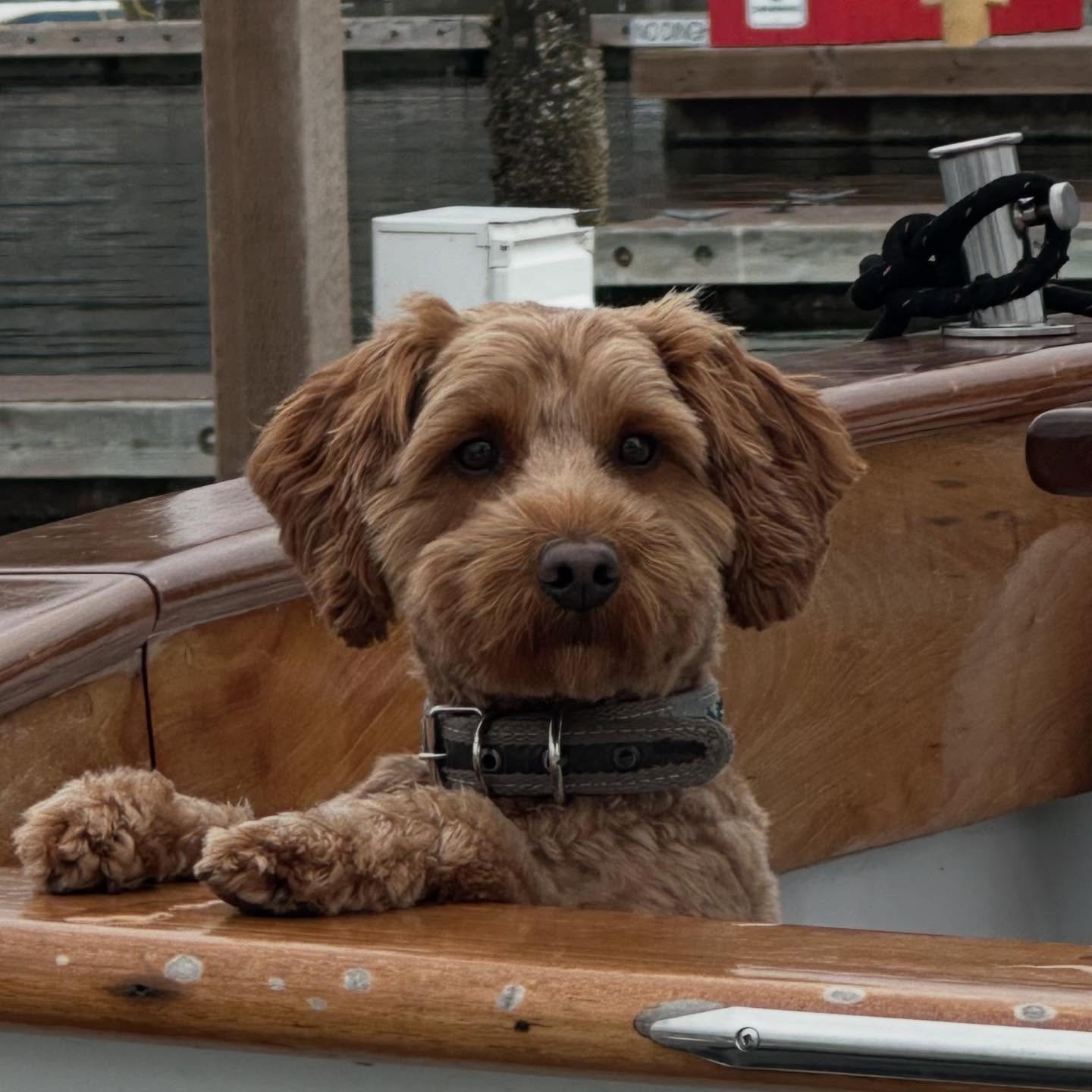 The cutest little pup out on my marina walk. 🐾