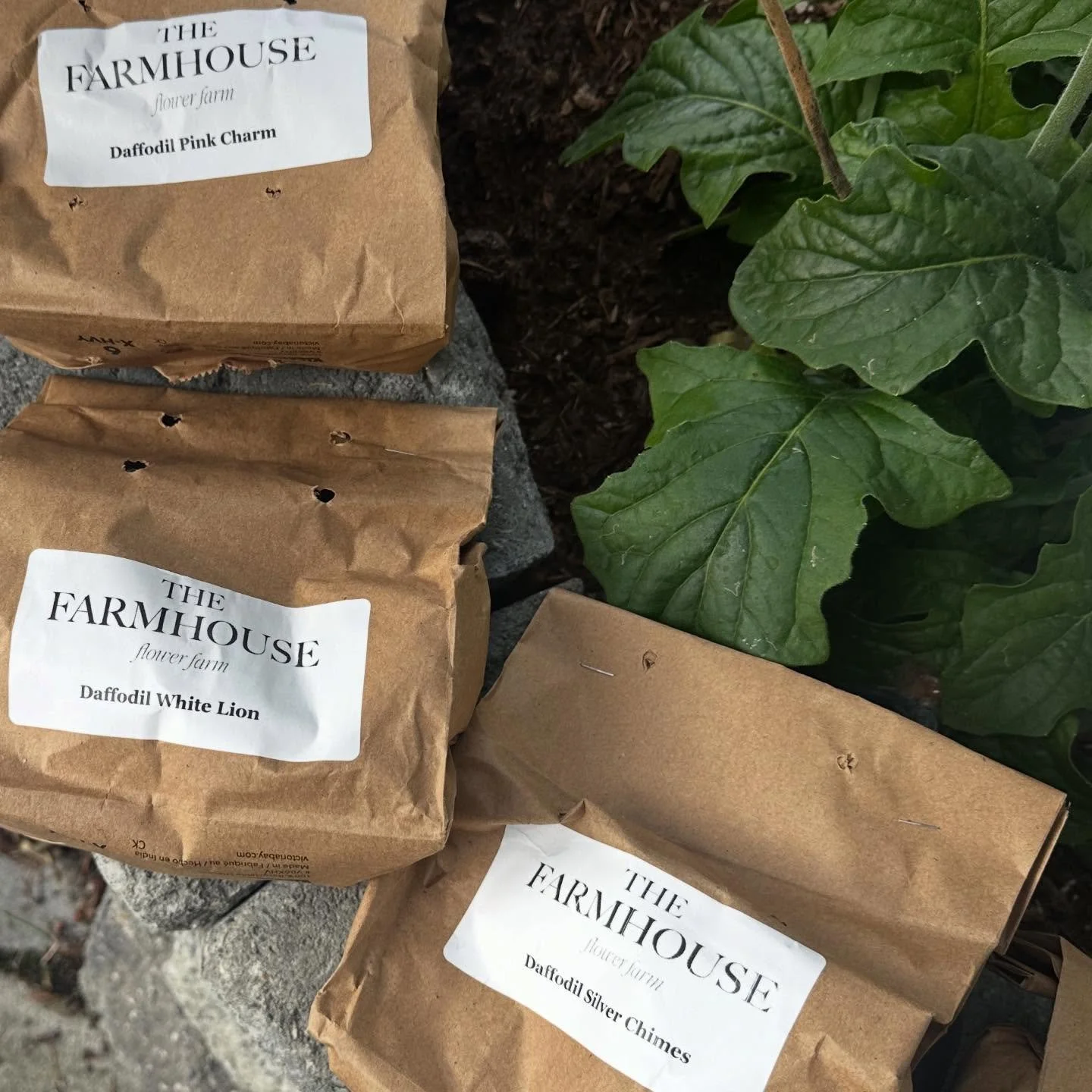 A little late getting these beauties to bed. Time to plant the HAPPY now, for a spring time boost. @thefarmhouseflowerfarm has the best bulbs. ✨💛✨