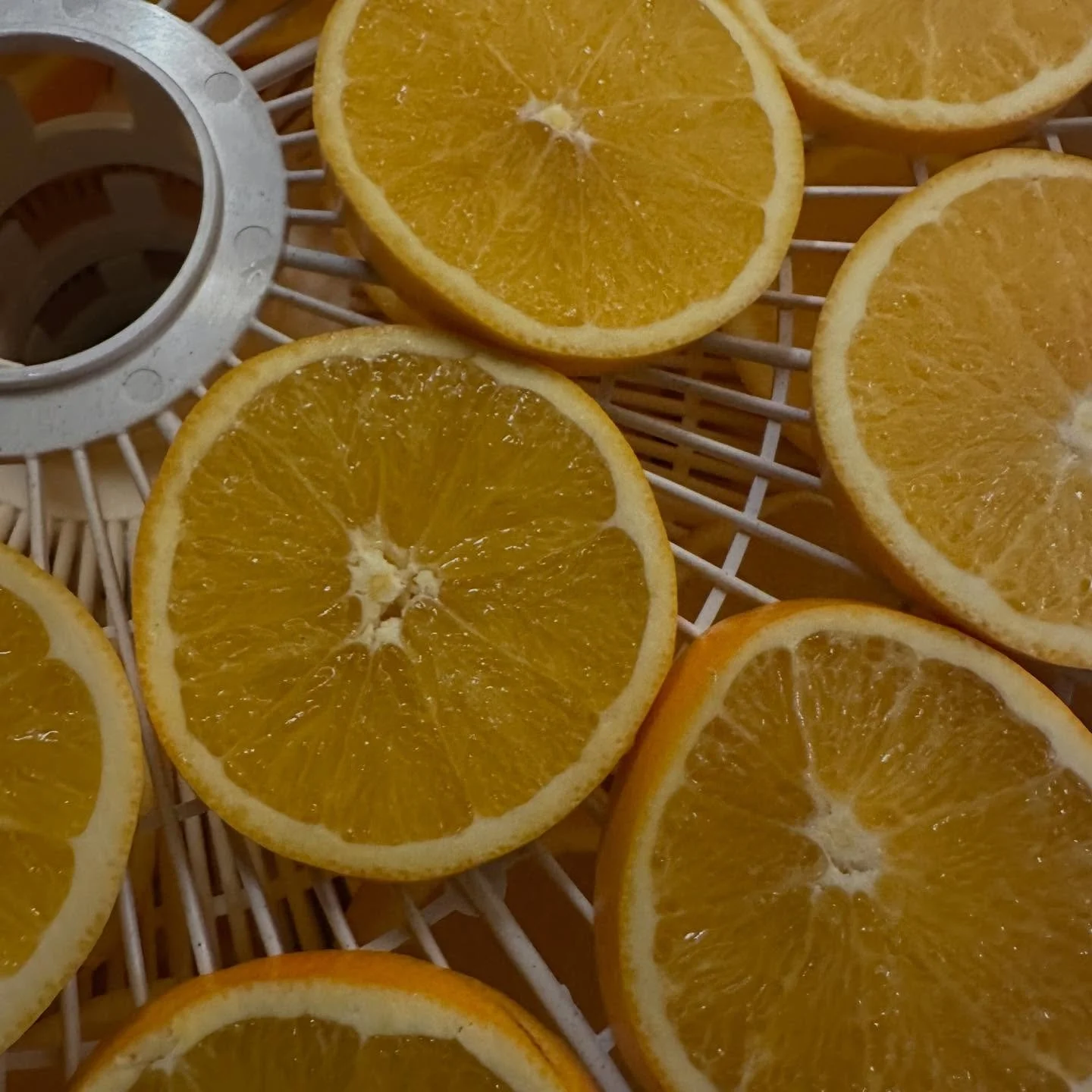 Preparing for my outdoor bird feeder Christmas tree. 🌲 🍊🕊️

#winterbirding
#outdoorchristmas
#selfcareroutine
#selfcarepassport
#dehydratedtreats