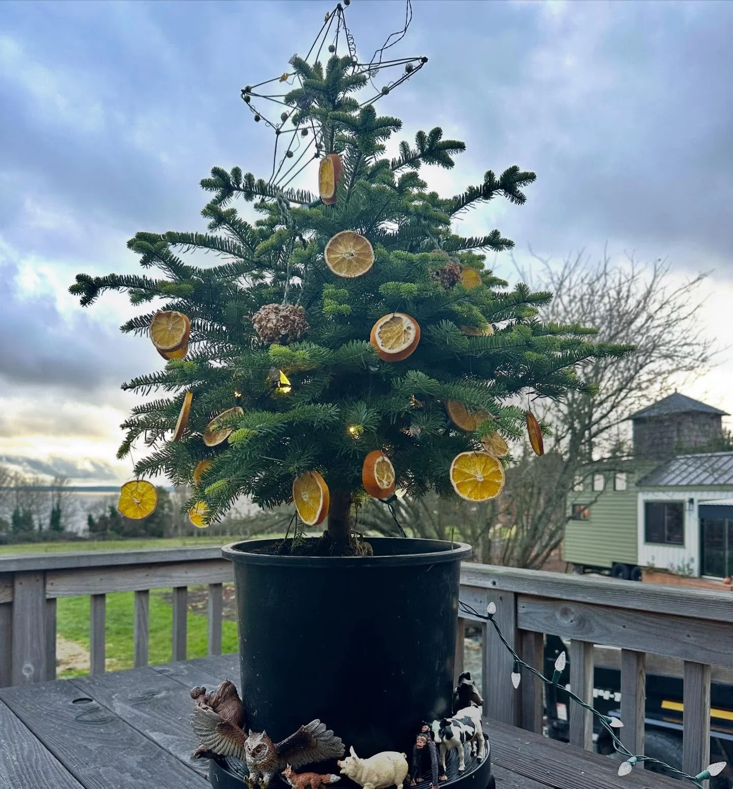The biggest sprinkle of joy of the season. My bird feeder Christmas tree is bringing the birds to the yard. Grab a mug to hug, come by in the morning, it&rsquo;s amazingly entertaining. &hearts;️

#birdfeeder
#pnwbirds
#simplejoys
#selfcarepassport