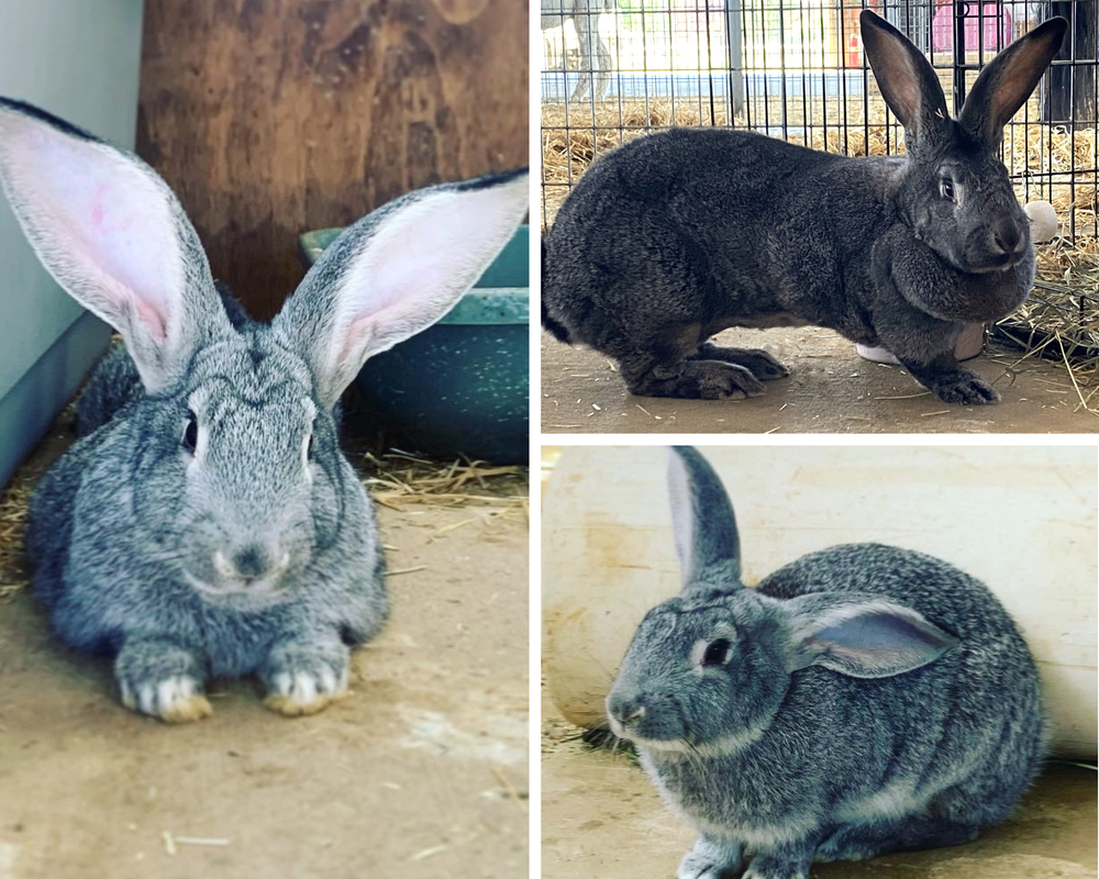 General 1 — Lil' Buckaroo's Farm