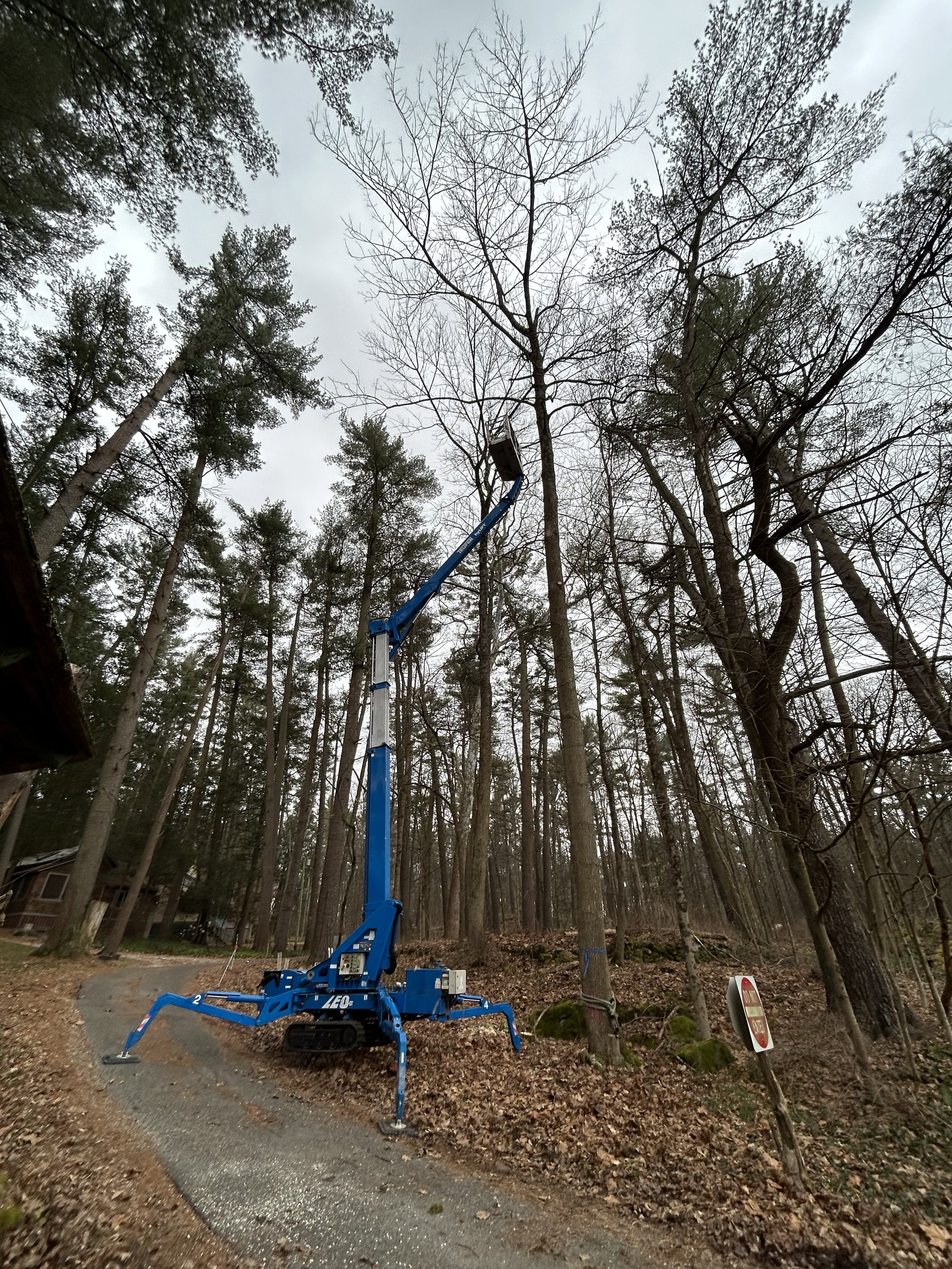 A blue cherry picker with extendable arm lifting a worker into tall leafless trees in a wooded area.