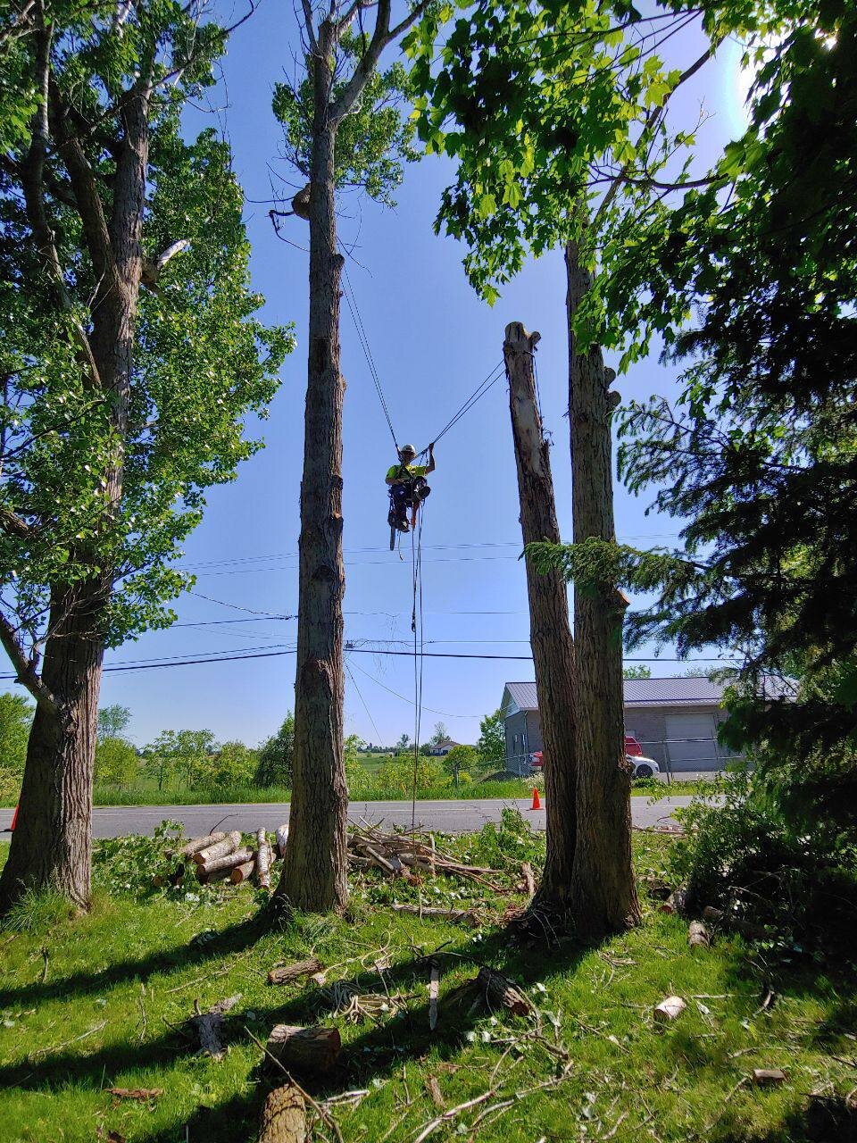 Tree technician working on a utility pole, cutting tree branches, with fallen logs and branches on the grass below on a sunny day.